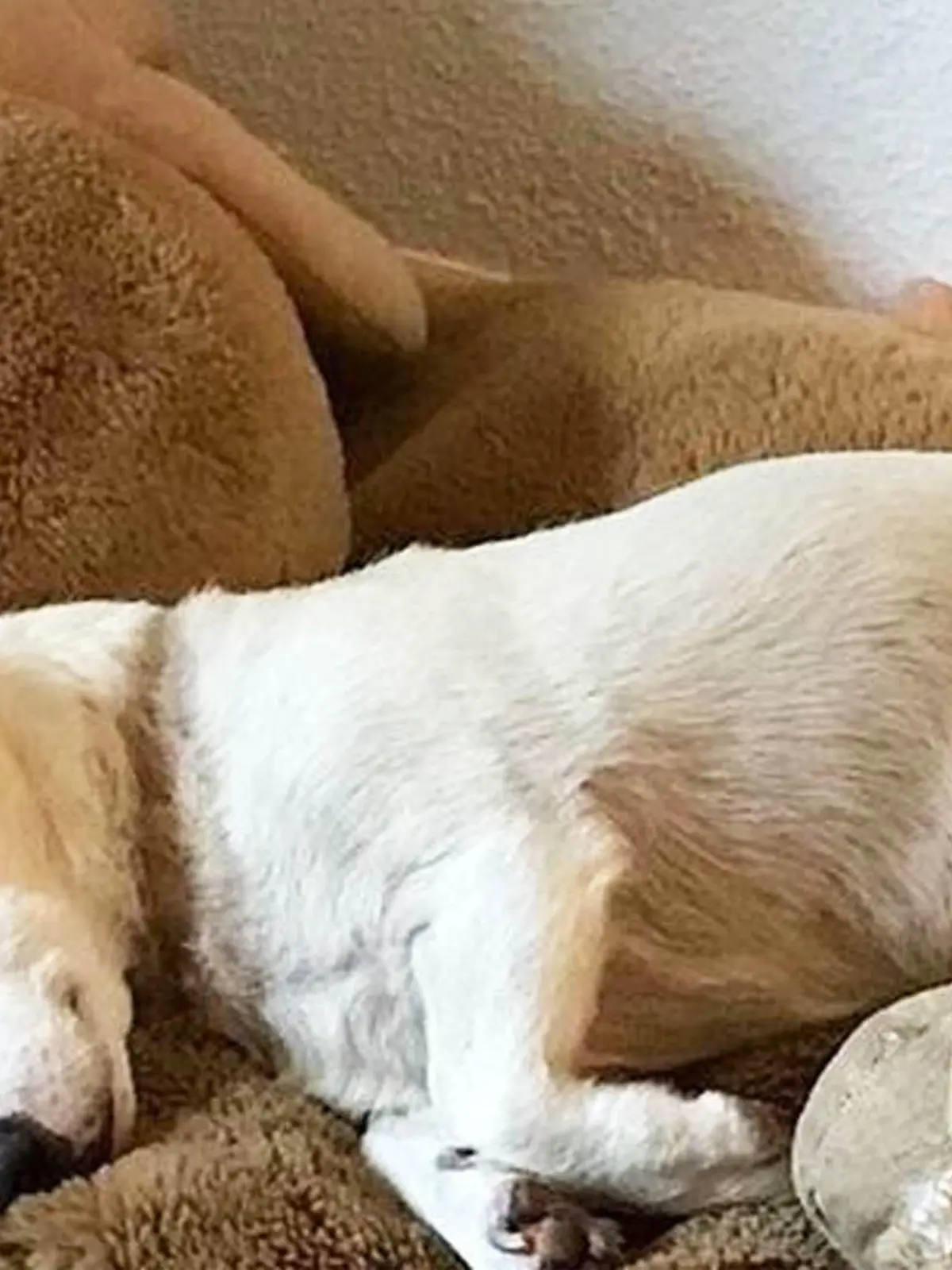 Rüde Jacky aus dem Tierheim Dellbrück kann sich über sein neues Zuhause freuen.