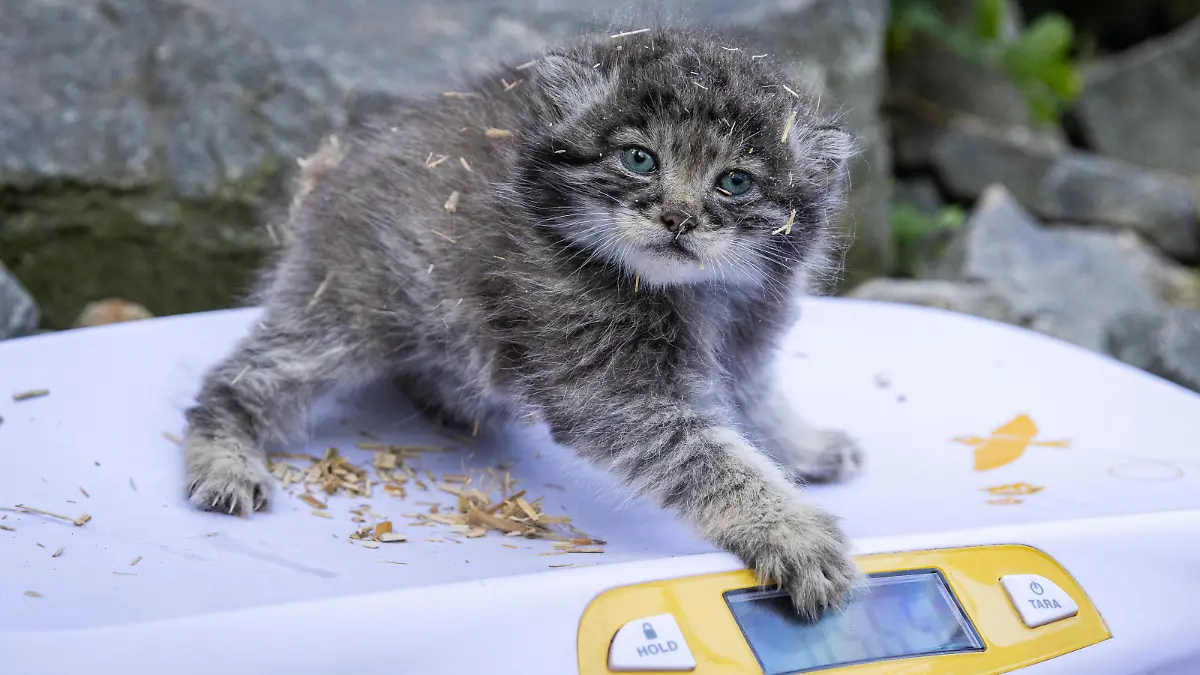 Manul-Nachwuchs im Berliner Tierpark