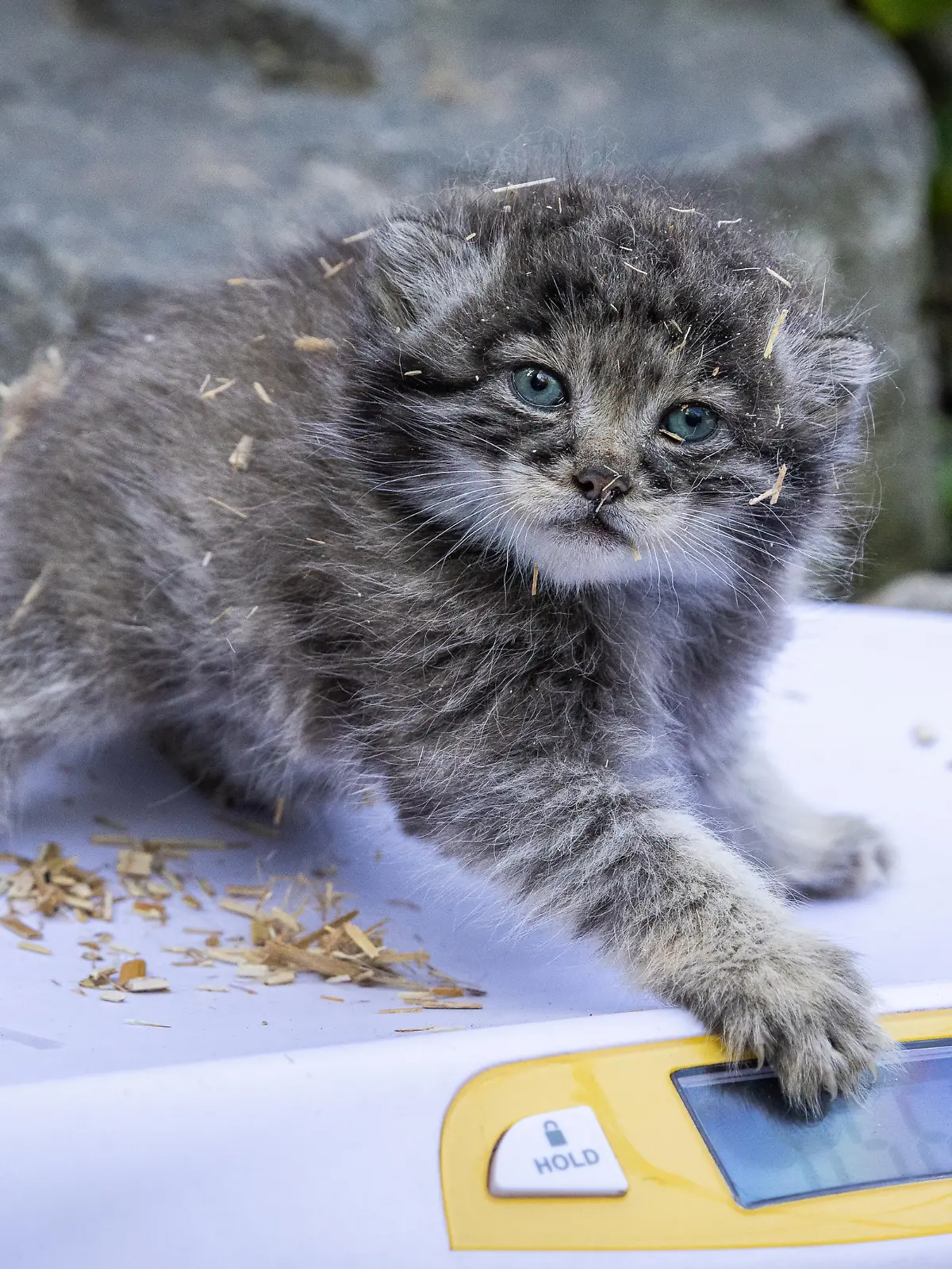 Manul-Nachwuchs im Berliner Tierpark