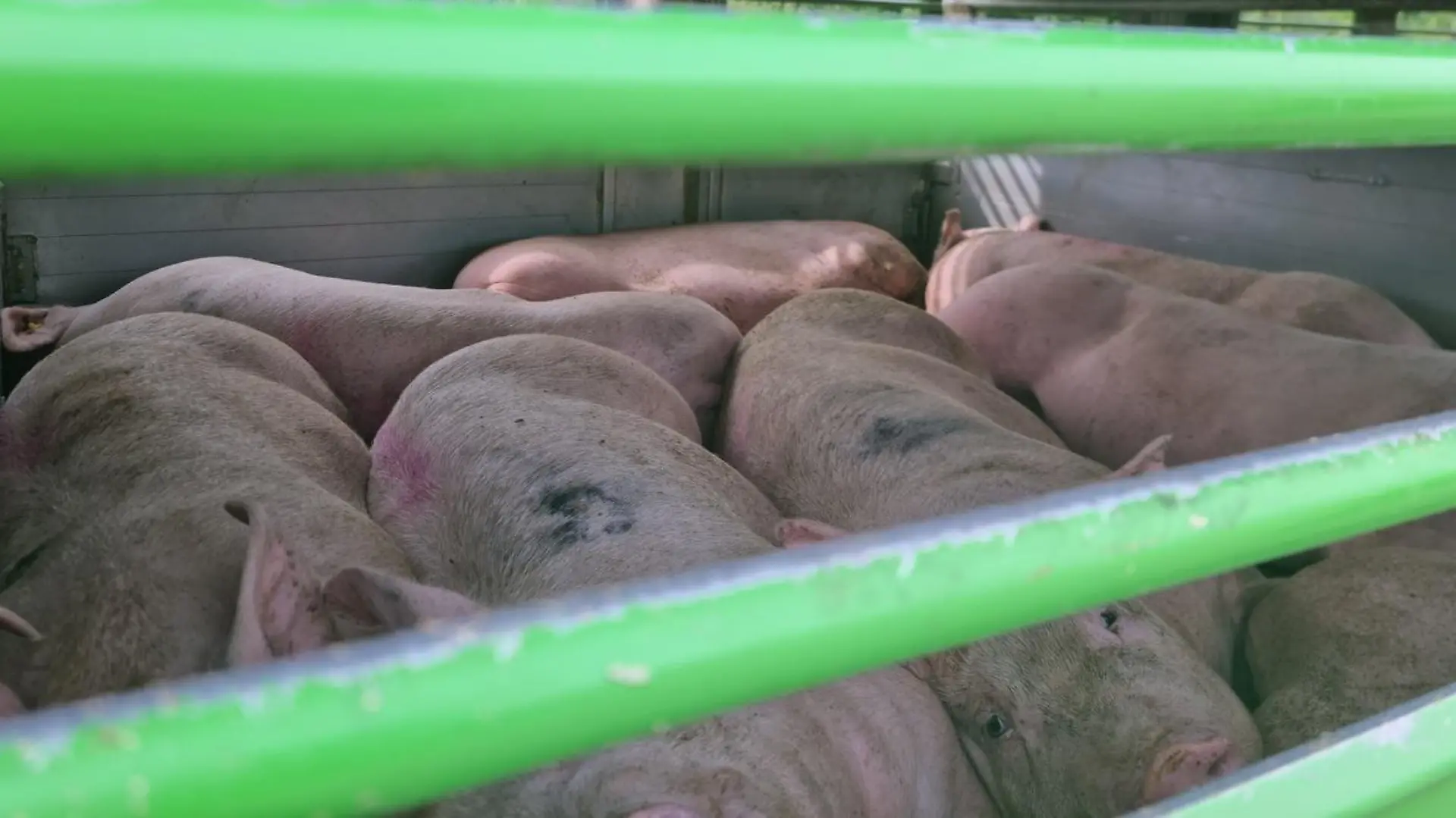 Die zusammengepferchten Schweine liegen erschöpft vor Hitze auf dem Boden des Transporters.