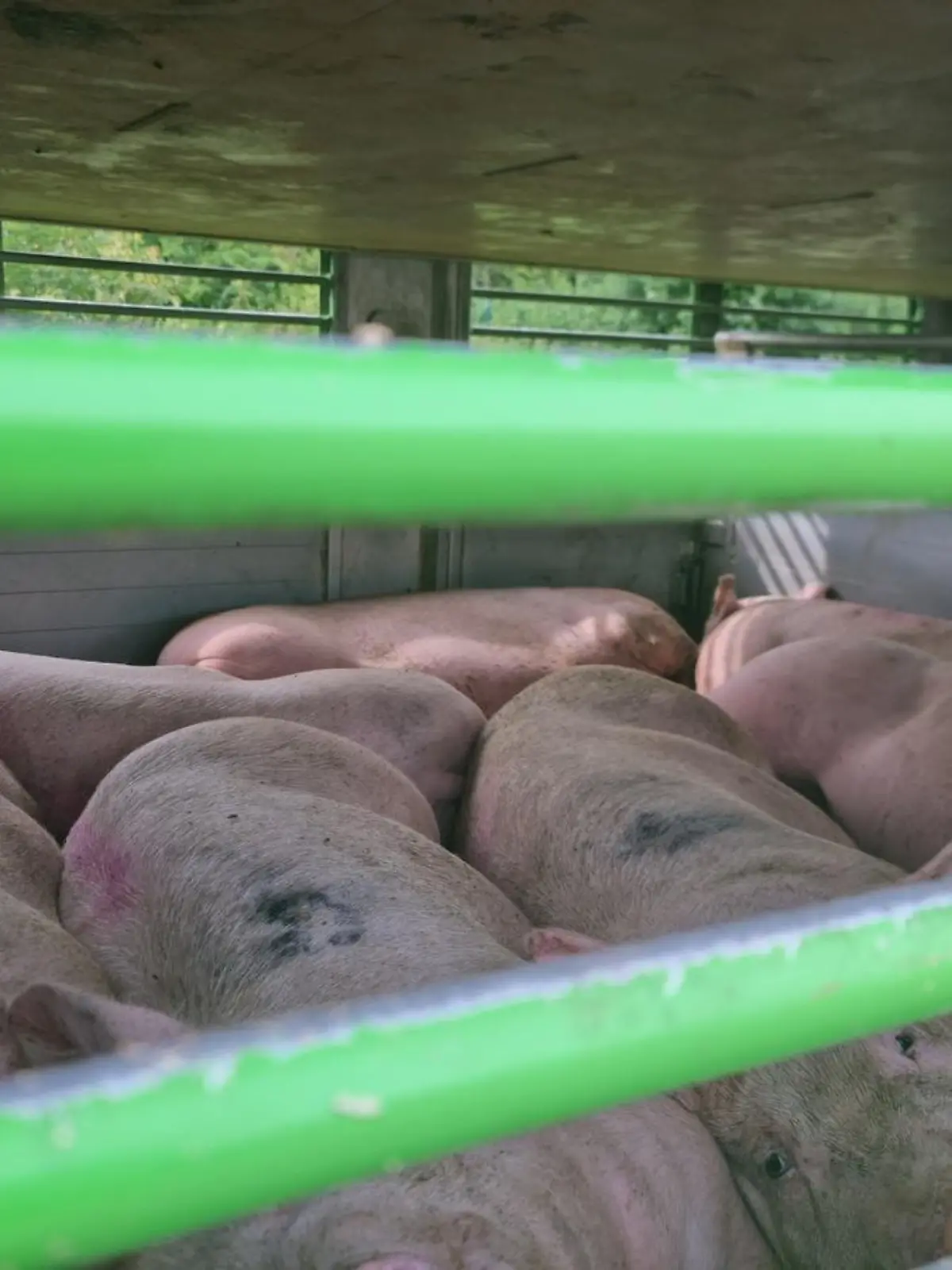 Die zusammengepferchten Schweine liegen erschöpft vor Hitze auf dem Boden des Transporters.