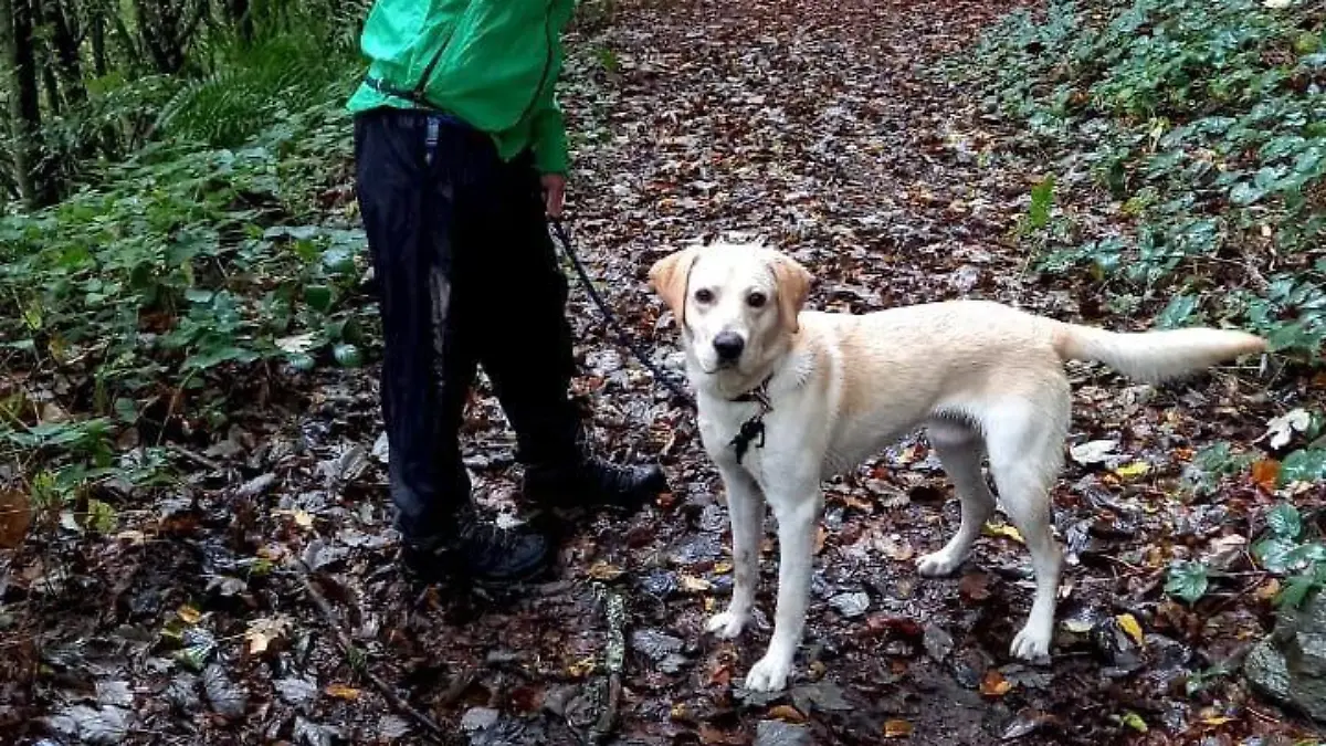 Ein unbekannter Täter klaute einen am Geländer vor dem Tegut Kelsterbach (Mörfelder Straße 22) angebundenen hellen Labrador-Rüden.