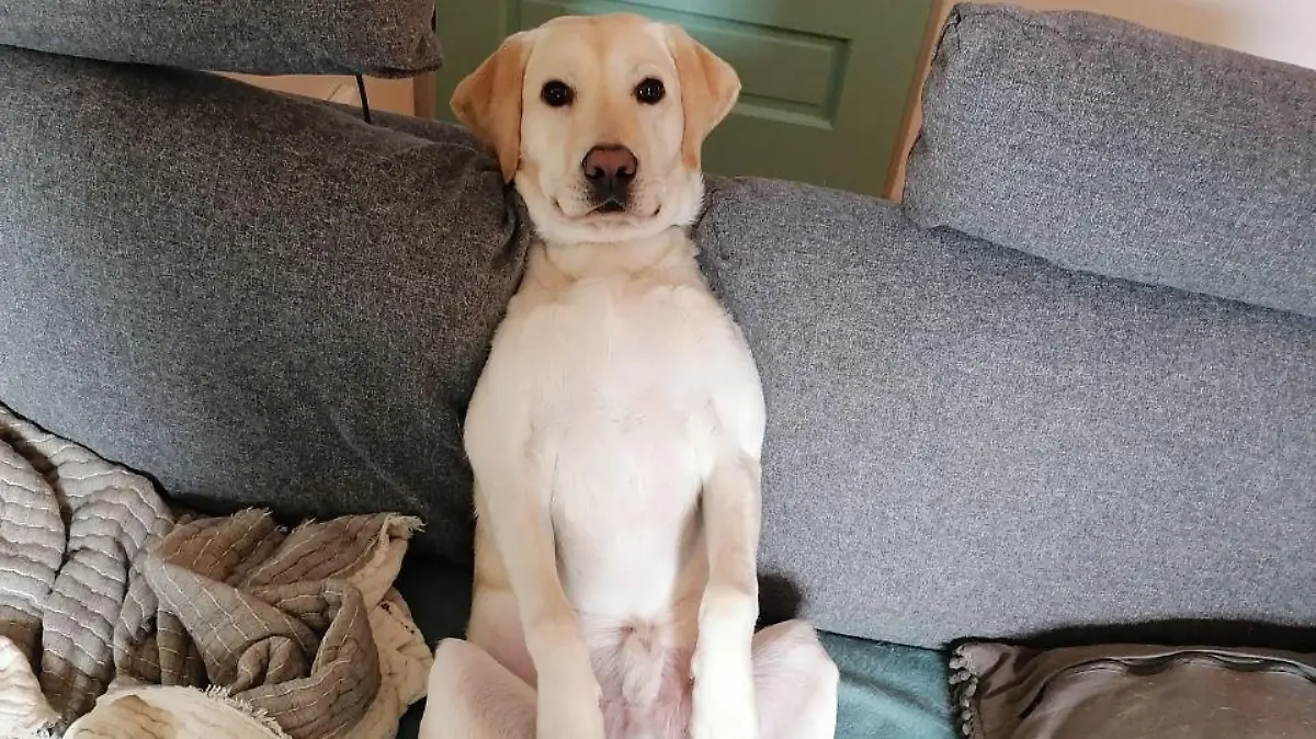 Ein unbekannter Täter klaute einen am Geländer vor dem Tegut Kelsterbach (Mörfelder Straße 22) angebundenen hellen Labrador-Rüden.