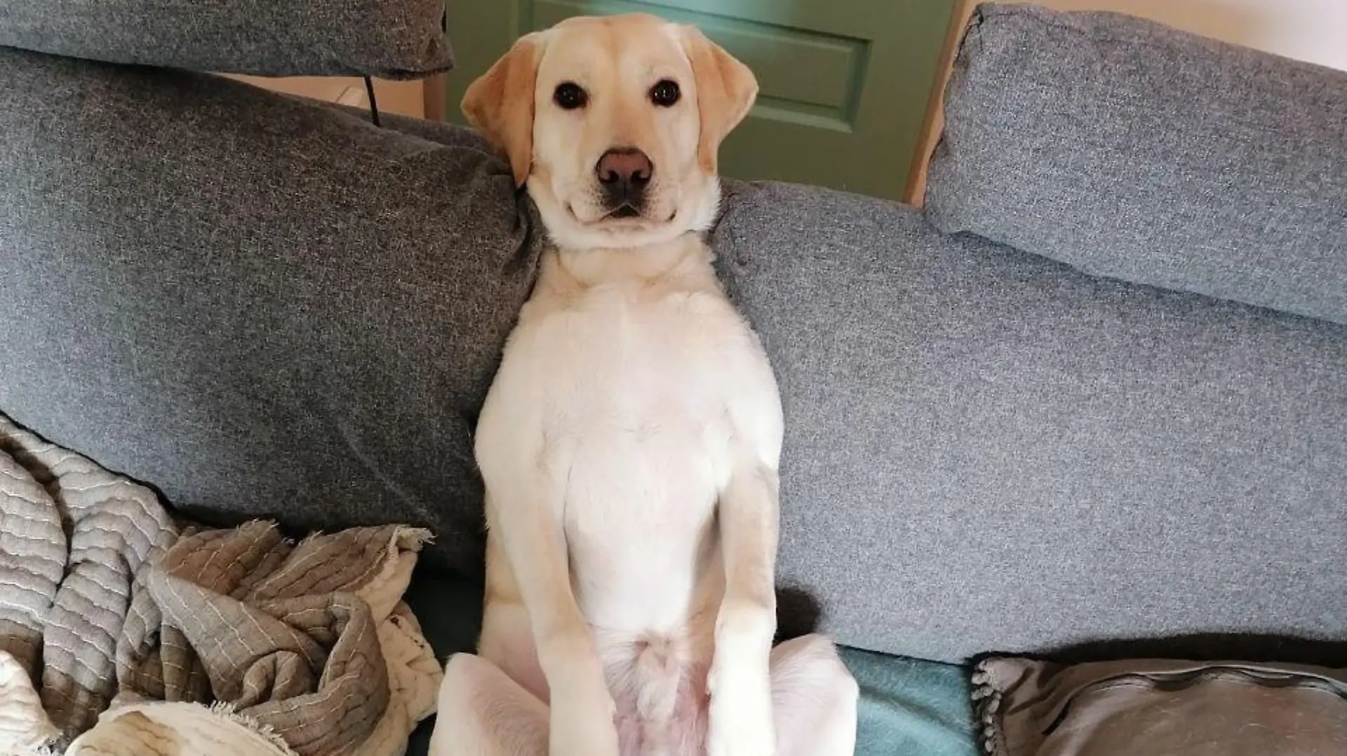Ein unbekannter Täter klaute einen am Geländer vor dem Tegut Kelsterbach (Mörfelder Straße 22) angebundenen hellen Labrador-Rüden.