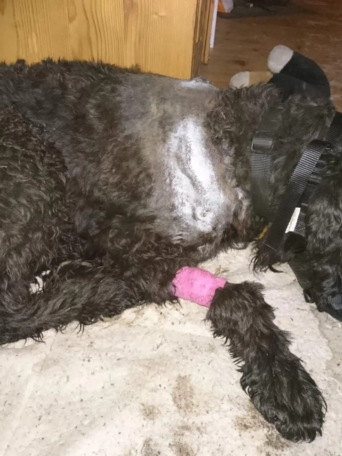 Mit Messer auf Hund eingestochen Chemnitz