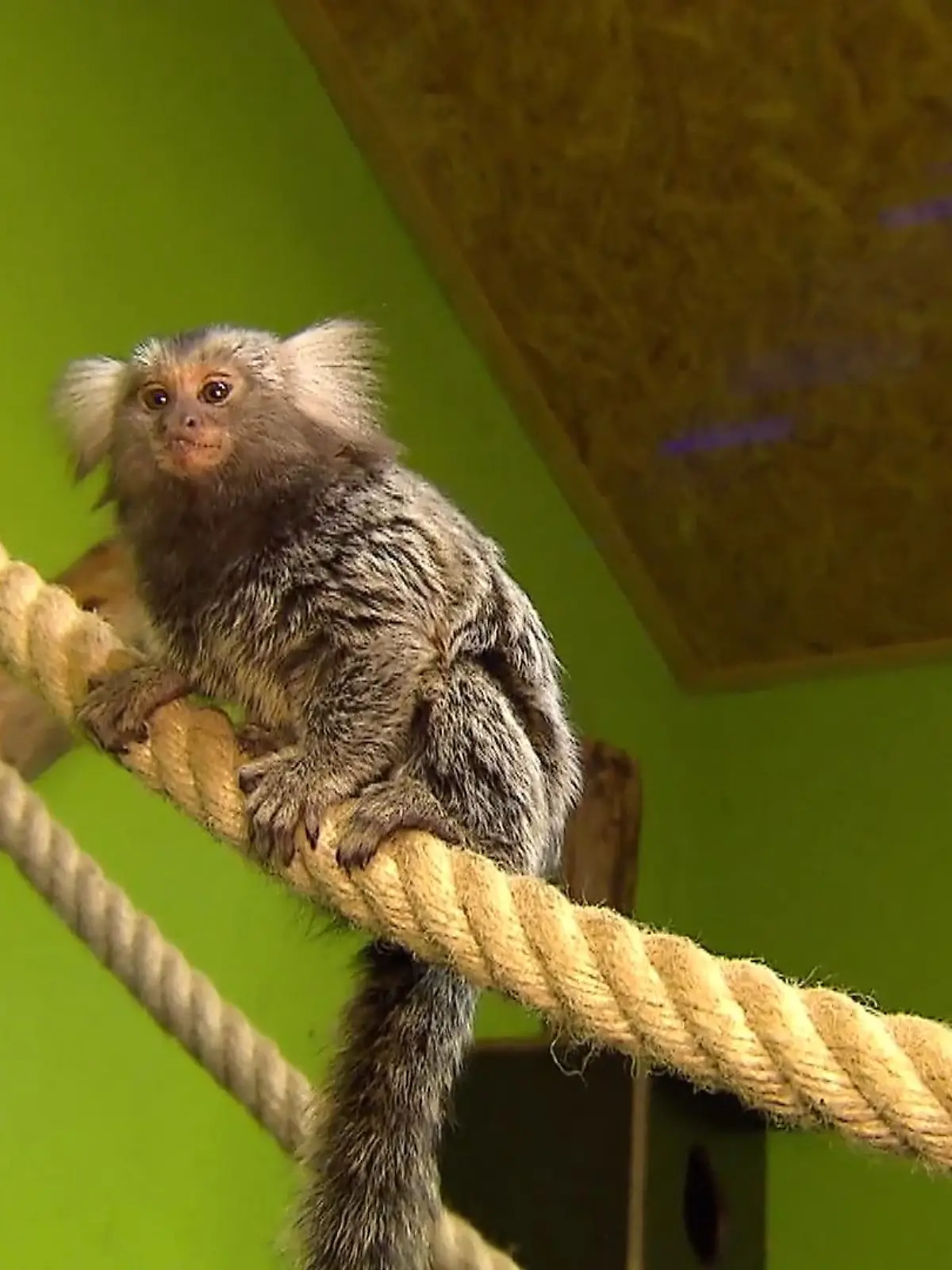 Das kleine Äffchen Schnuppi wurde Ende Juli zufällig beim Rundgang mit der neuen Kollegin von dem Tierparkleiter Torsten Heitmann entdeckt. Schnuppi wird Teil von Torstens Leben.