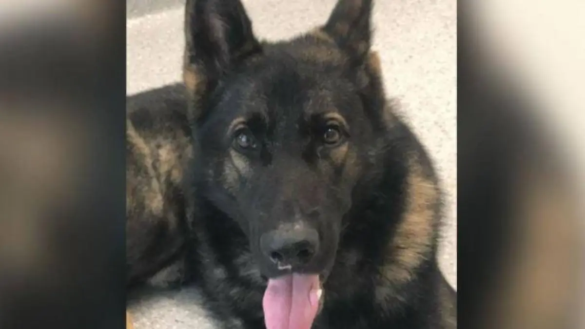 Australien sucht nach vermisstem Polizeihund: Wurde Quizz entführt?