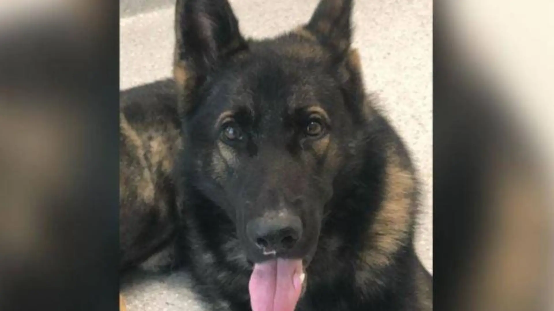 Australien sucht nach vermisstem Polizeihund: Wurde Quizz entführt?
