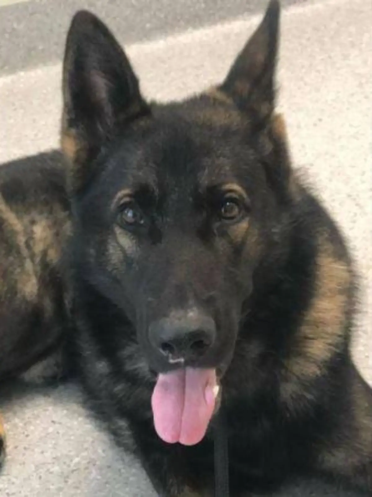 Australien sucht nach vermisstem Polizeihund: Wurde Quizz entführt?