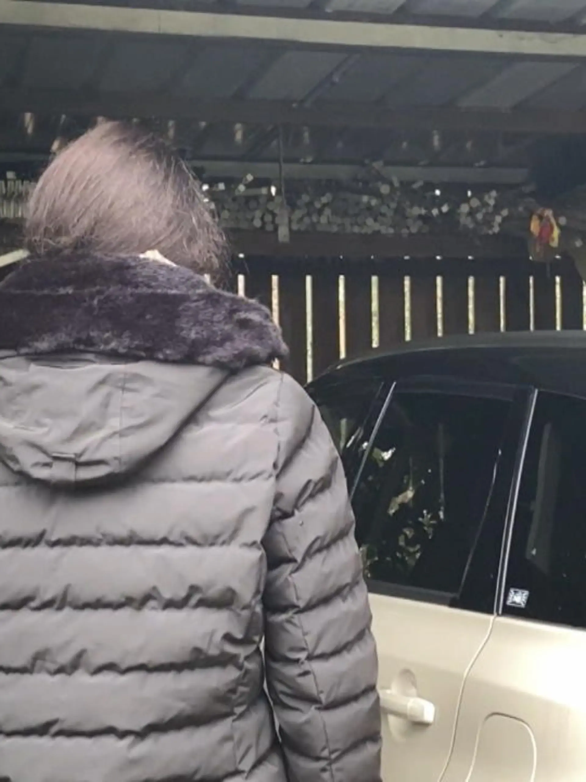 Bild zu: "Wolf am Auto einer Frau"
