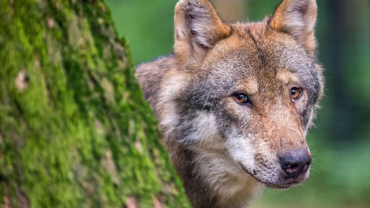 ARCHIV - 08.08.2018, Bayern, Poing: ILLUSTRATION - Ein Wolf schaut hinter einem Baum im Wildpark Poing hervor. Nach zahlreichen Nutztierrissen von Wölfen - vor allem am Niederrhein - plant die NRW-Landesregierung eine Wolfsverordnung mit genauen Regelungen für Wolfs-Entnahmen, also den Abschuss von Tieren. Grundlage werde dabei die niedersächsische Regelung sein, sagte NRW-Landwirtschaftsministerin Heinen-Esser (CDU) am Dienstag in Düsseldorf. (Zu dpa «NRW plant Wolfsverordnung mit Regelungen für Abschüsse») Foto: Lino Mirgeler/dpa +++ dpa-Bildfunk +++