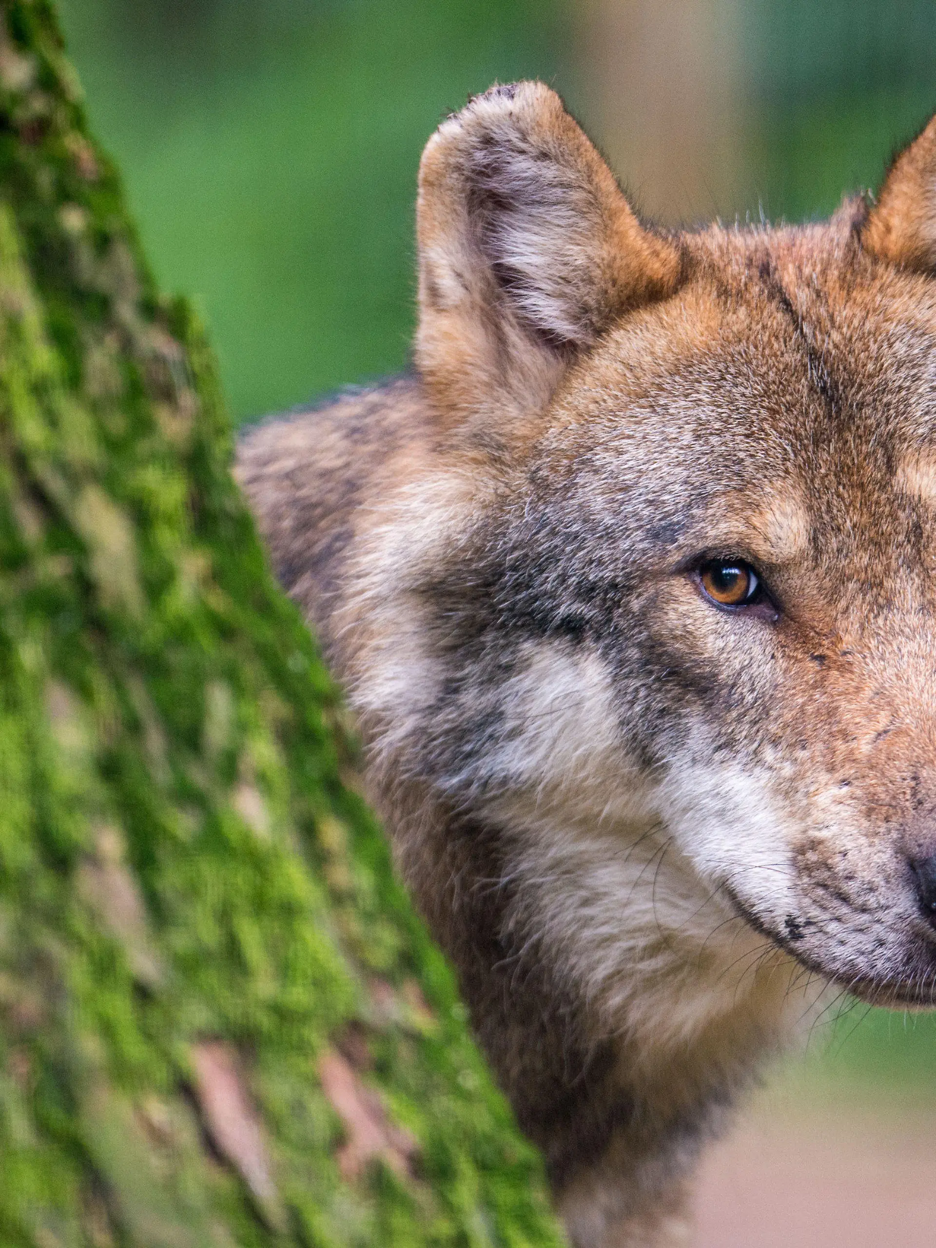 ARCHIV - 08.08.2018, Bayern, Poing: ILLUSTRATION - Ein Wolf schaut hinter einem Baum im Wildpark Poing hervor. Nach zahlreichen Nutztierrissen von Wölfen - vor allem am Niederrhein - plant die NRW-Landesregierung eine Wolfsverordnung mit genauen Regelungen für Wolfs-Entnahmen, also den Abschuss von Tieren. Grundlage werde dabei die niedersächsische Regelung sein, sagte NRW-Landwirtschaftsministerin Heinen-Esser (CDU) am Dienstag in Düsseldorf. (Zu dpa «NRW plant Wolfsverordnung mit Regelungen für Abschüsse») Foto: Lino Mirgeler/dpa +++ dpa-Bildfunk +++