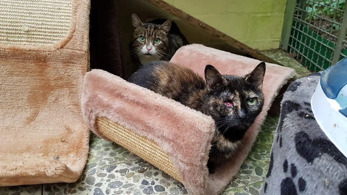 111 Katzen wurden aus dem Haus gerettet und ins Tierheim gebracht. Viele waren verletzt oder krank.