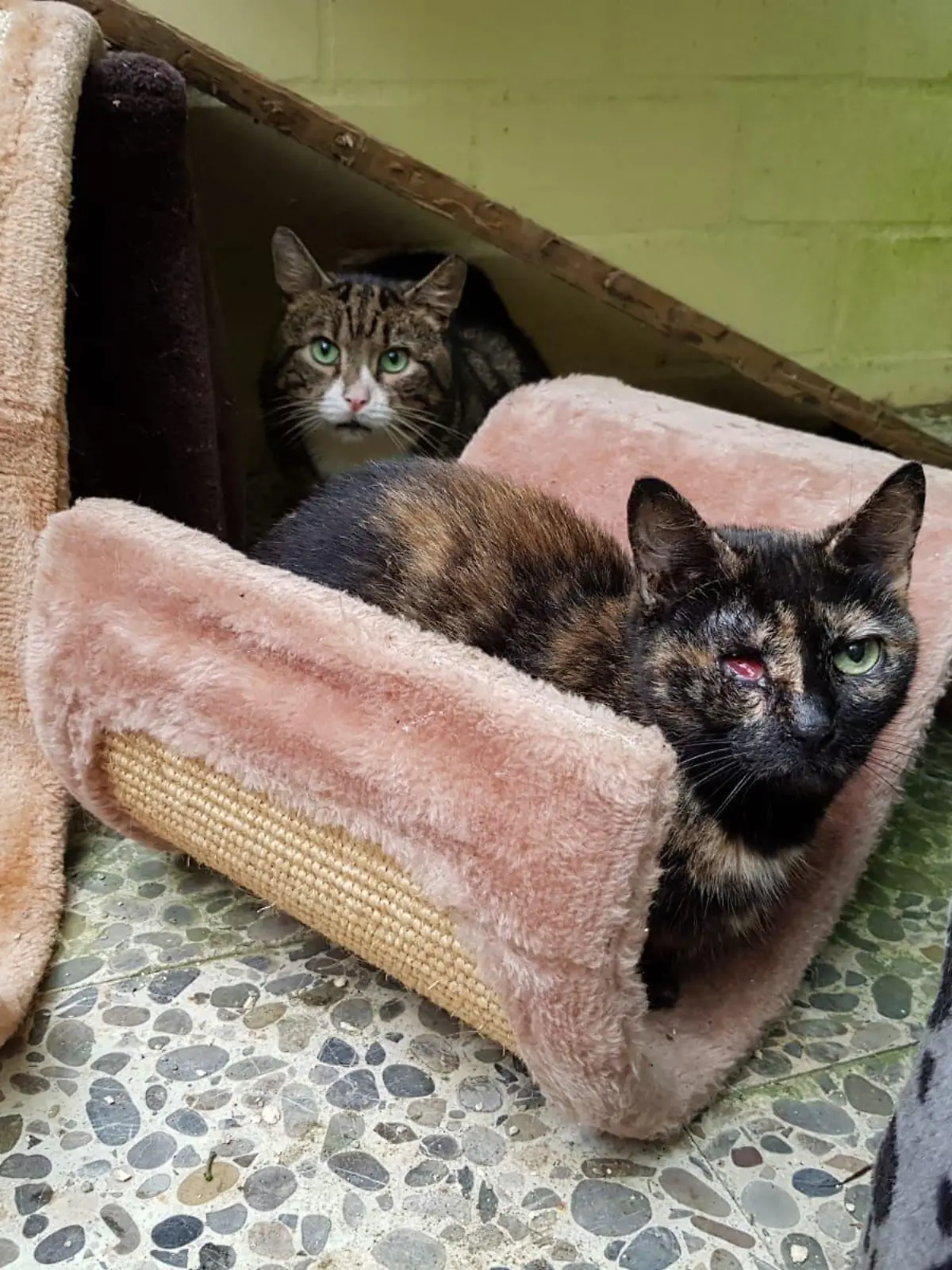 111 Katzen wurden aus dem Haus gerettet und ins Tierheim gebracht. Viele waren verletzt oder krank.