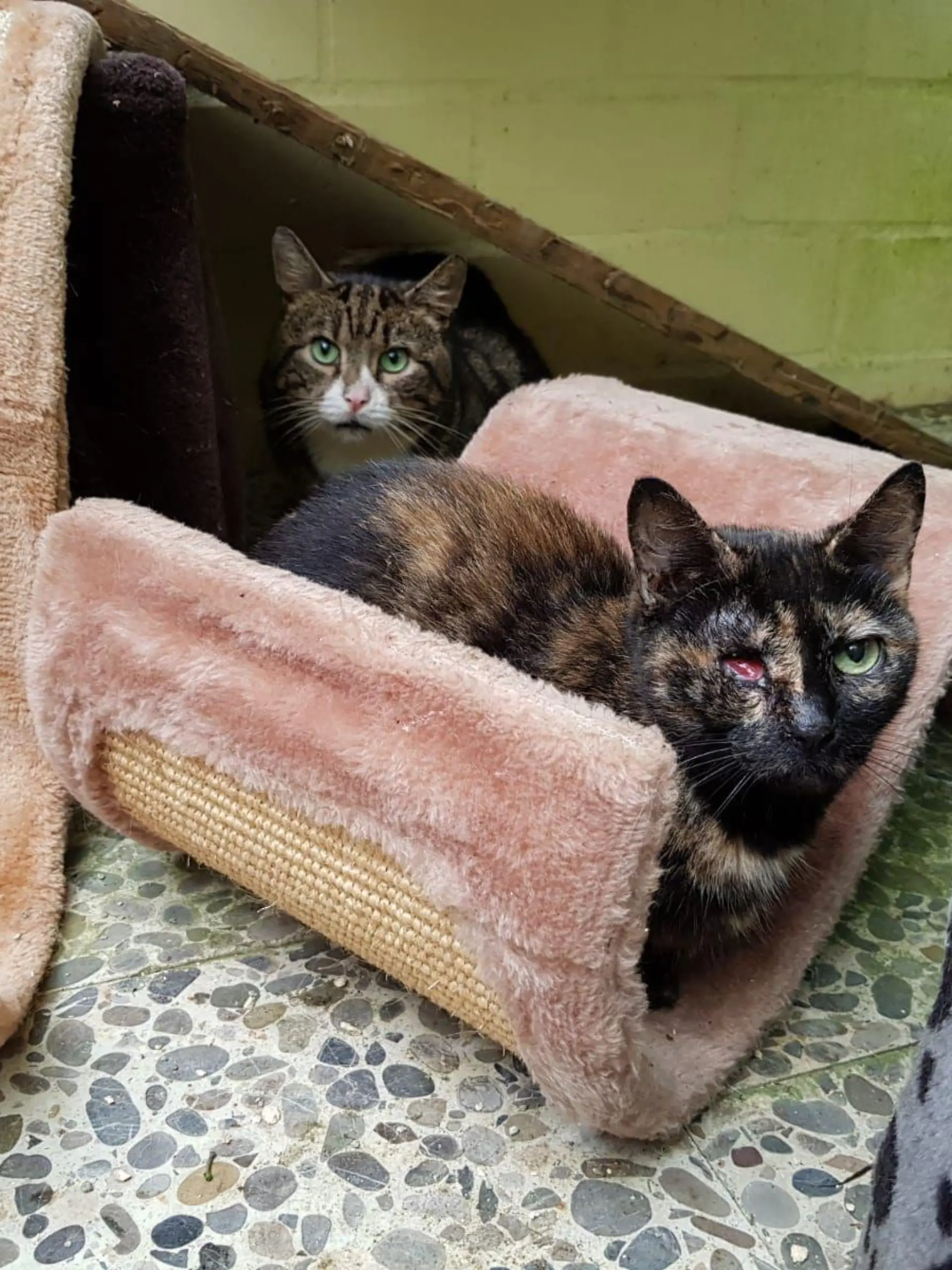 111 Katzen wurden aus dem Haus gerettet und ins Tierheim gebracht. Viele waren verletzt oder krank.