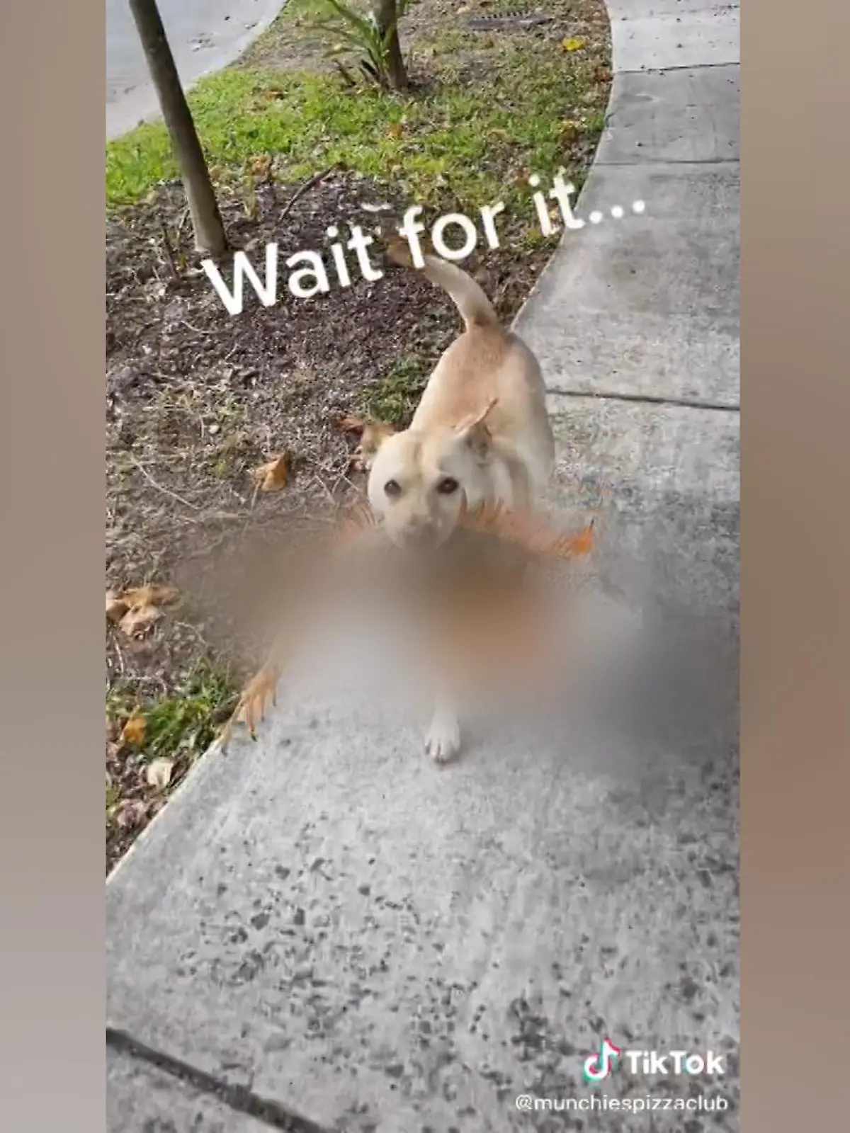Wer einen Hund hat, weiß, dass die Tiere gerne mal in den Jagdmodus verfallen, wenn ihnen danach ist. So auch in diesem Video - nur ist die Beute hier etwas ganz Besonderes... sehen Sie selbst.