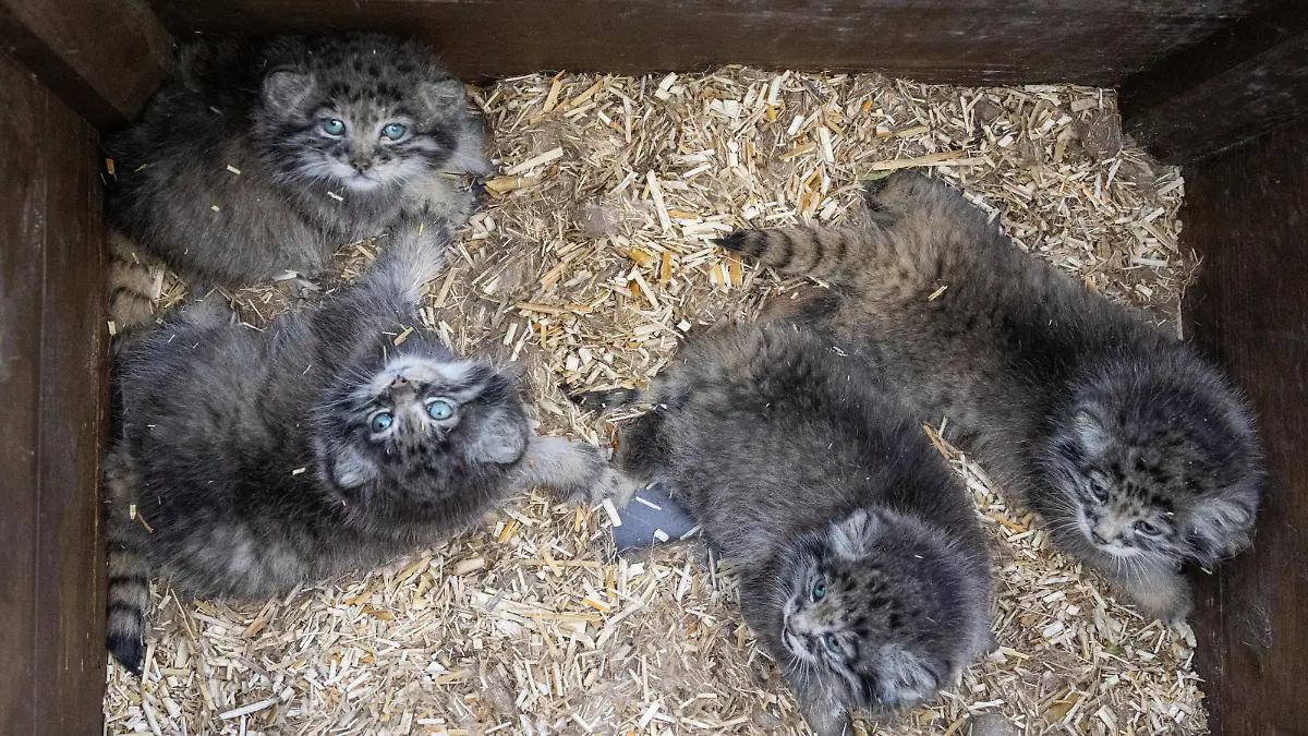 Erster Manul-Nachwuchs im Tierpark seit 18 Jahren