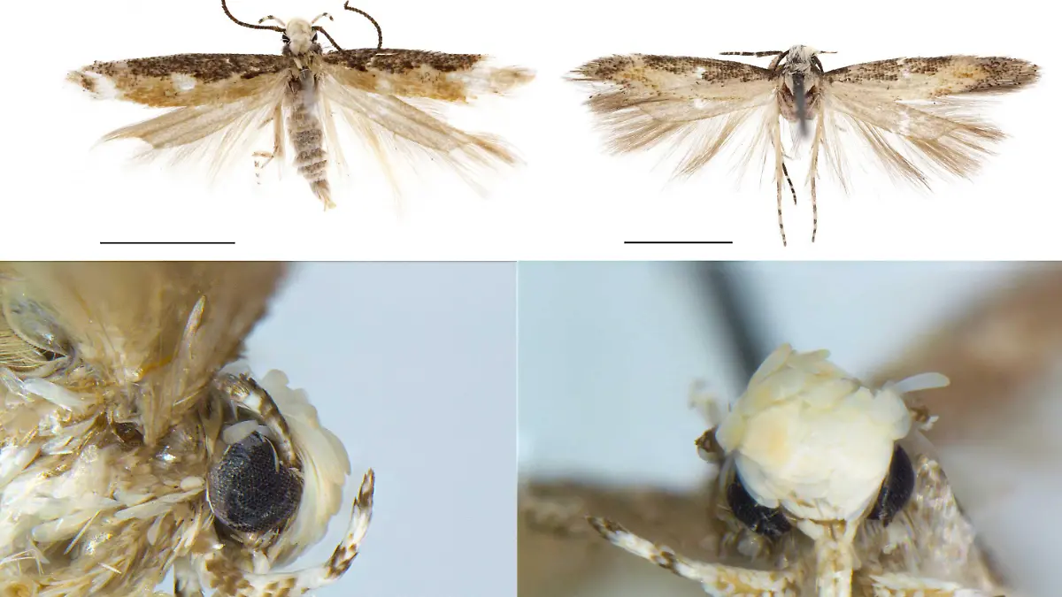 ARCHIV - HANDOUT - Verschiedene Ansichten der Motte Neopalpa donaldtrumpi (undatiert). Die Schuppen auf dem Kopf der Motte erinnterten einen Insekten-Forscher an den US-Präsidenten Donald Trump. ACHTUNG: Nur zur redaktionellen Verwendung im Zusammenhang mit der Berichterstattung und nur bei vollständiger Nennung der Quelle. Dieses Bild hat dpa auch im Bildfunk gesendet._ Foto: Handout/Vazrick Nazari/dpa +++(c) dpa - Nachrichten für Kinder+++