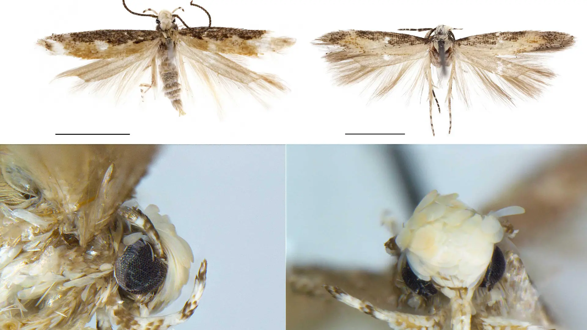ARCHIV - HANDOUT - Verschiedene Ansichten der Motte Neopalpa donaldtrumpi (undatiert). Die Schuppen auf dem Kopf der Motte erinnterten einen Insekten-Forscher an den US-Präsidenten Donald Trump. ACHTUNG: Nur zur redaktionellen Verwendung im Zusammenhang mit der Berichterstattung und nur bei vollständiger Nennung der Quelle. Dieses Bild hat dpa auch im Bildfunk gesendet._ Foto: Handout/Vazrick Nazari/dpa +++(c) dpa - Nachrichten für Kinder+++