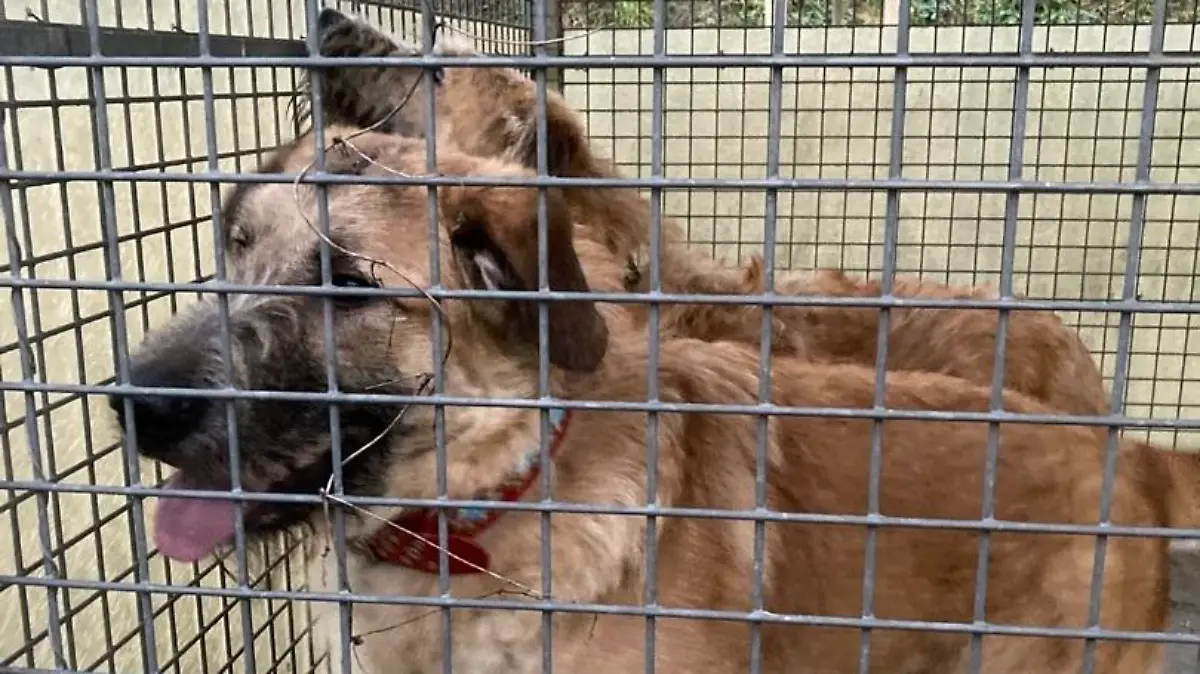Hundebesitzer gesucht!
