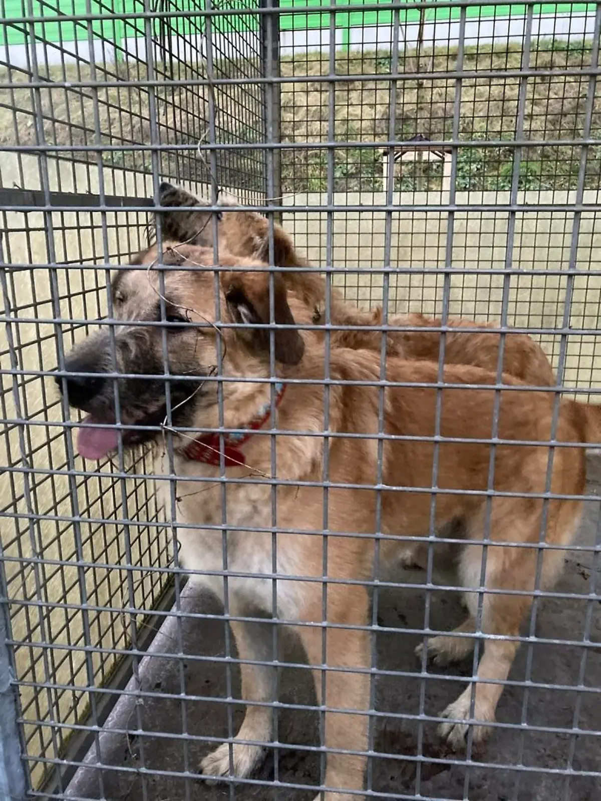 Hundebesitzer gesucht!