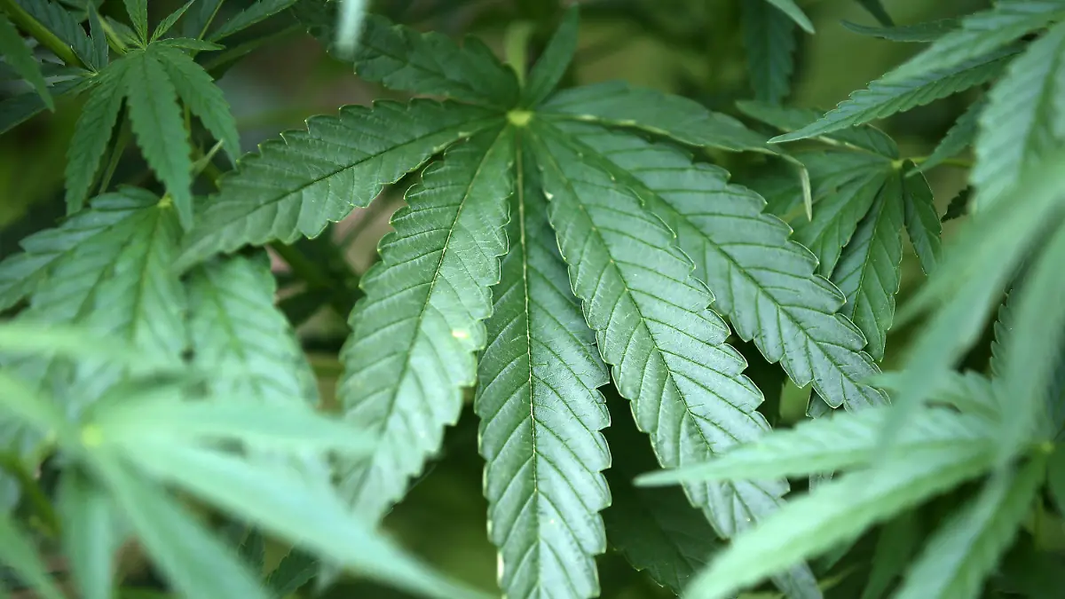 ARCHIV - 15.07.2014, Nordrhein-Westfalen, Köln: Hanf-Pflanzen (Cannabis) wachsen in einem Garten. Seit der Freigabe von Cannabis als Arzneimittel wurden in Berlin und Brandenburg tausende Anträge auf Kostenerstattung bei den Krankenkassen bewilligt. (zu dpa "Krankenkassen: Tausende Cannabis-Anträge seit 2017") Foto: Oliver Berg/dpa +++ dpa-Bildfunk +++