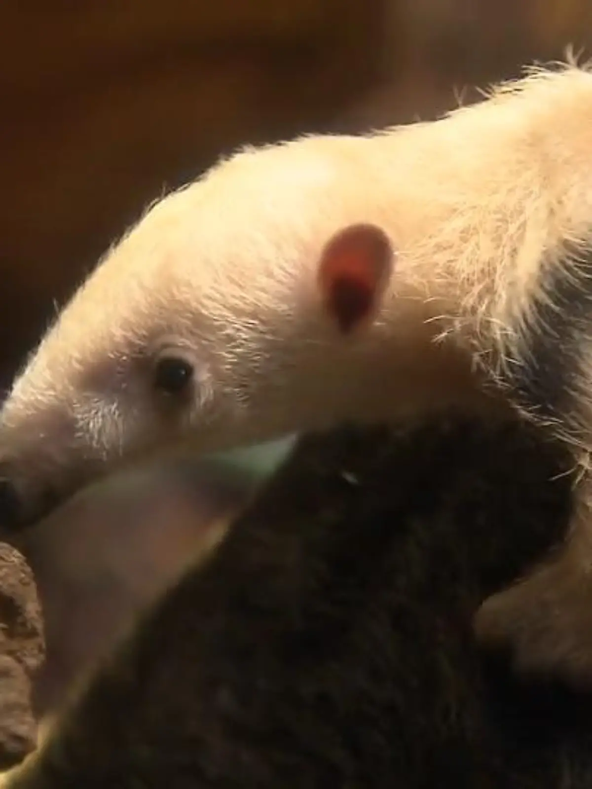 Der Frankfurter Zoo freut sich über Nachwuchs bei den Kleinen Ameisenbären: Mama "Pepita" hat ein Weibchen geboren. Wie der Zoo am Donnerstag mitteilte, kam das Jungtier Mitte Dezember zur Welt. "Noch liegt das Jungtier entweder versteckt in seiner Box oder wird von Mutter Pepita auf dem Rücken durch das Gehege getragen", sagt Zoo-Kurator Johannes Köhler.