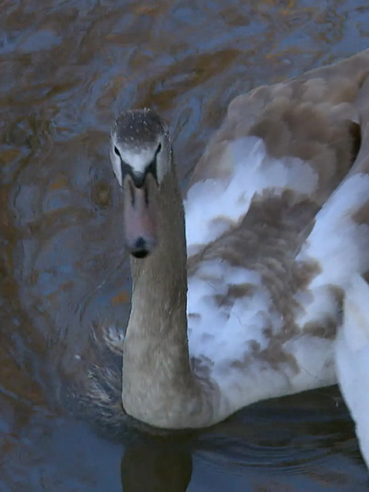 Bild zu: "Schwan gerettet"