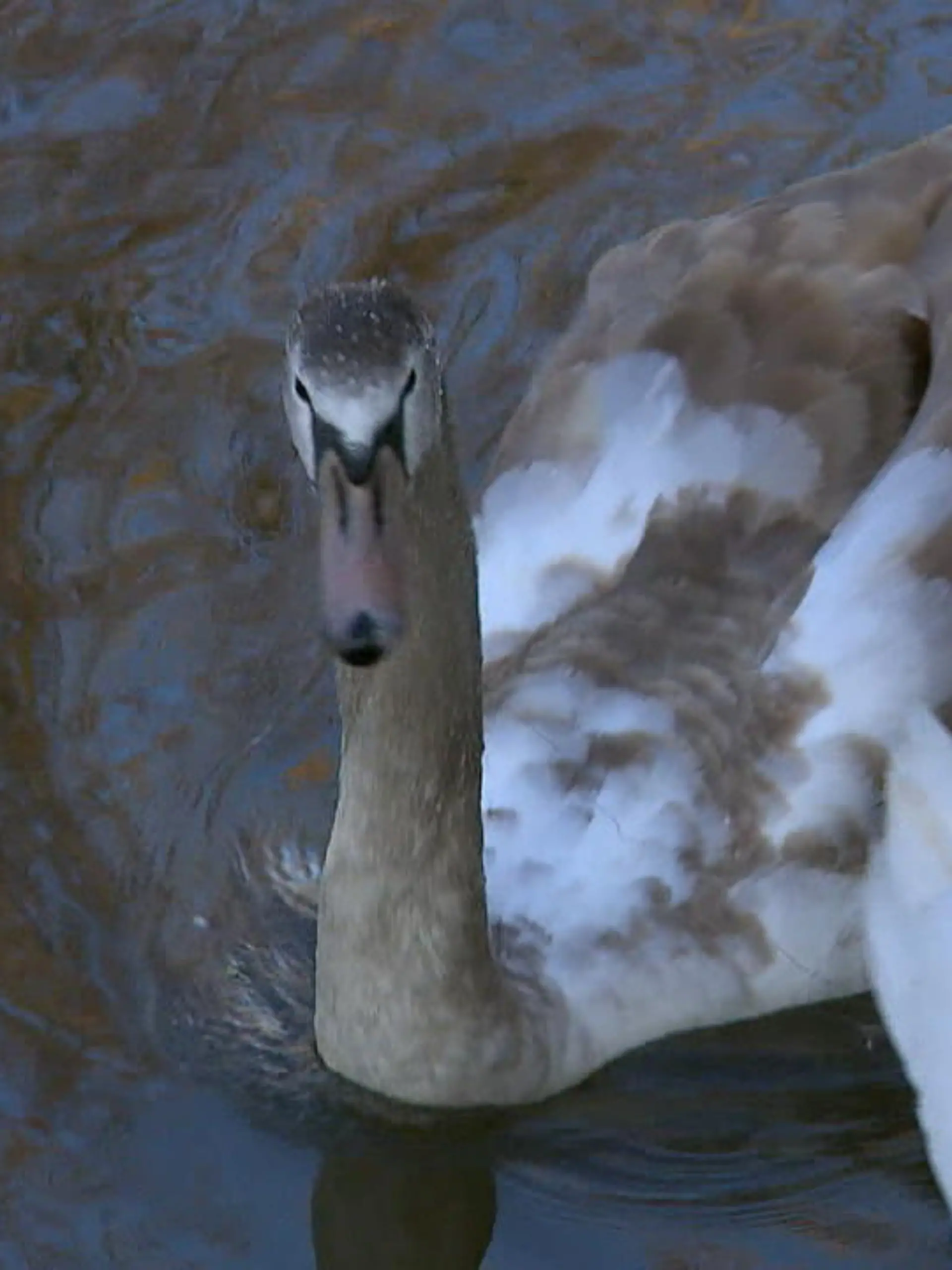 Bild zu: "Schwan gerettet"