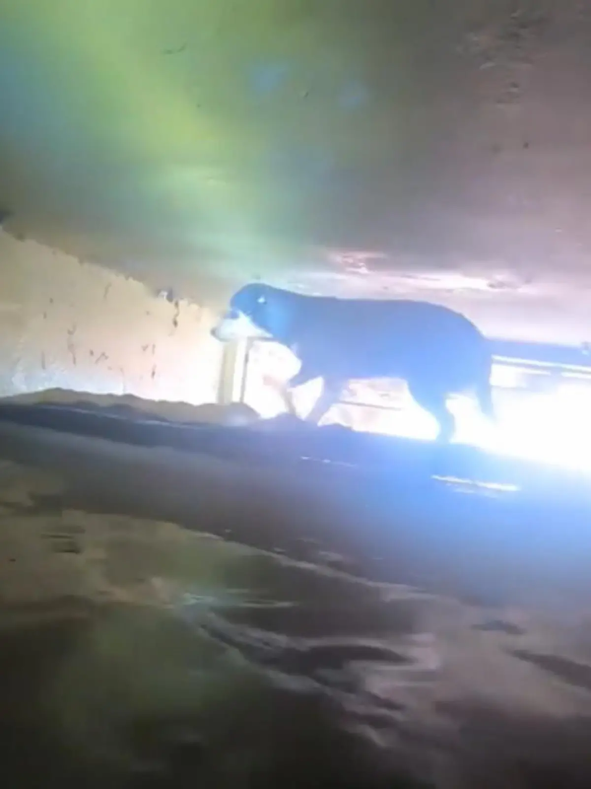 In Brasilien haben sich Feuerwehrleute durch ein überflutetes Haus gekämpft – um einen ängstlichen Hund zu retten.
