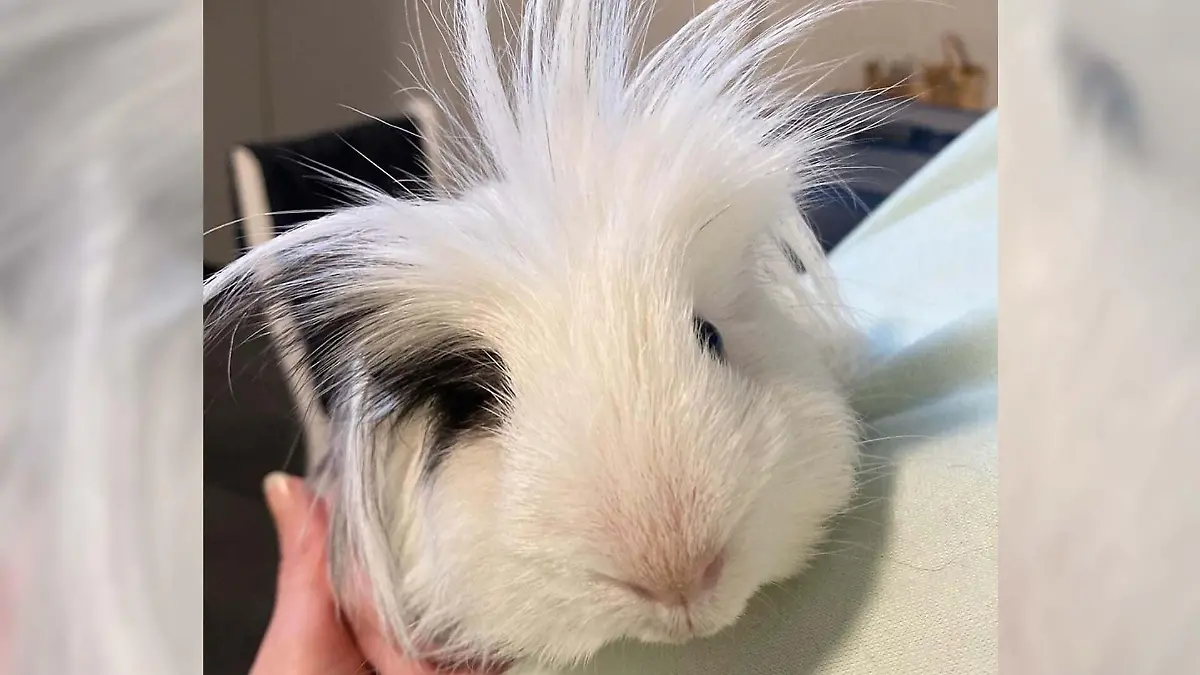 Weißes Meerschweinchen mit schwarzen Flecken