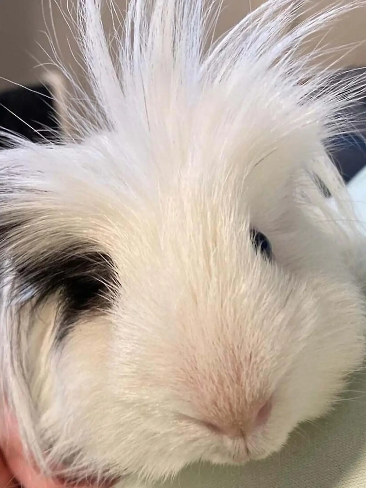 Weißes Meerschweinchen mit schwarzen Flecken
