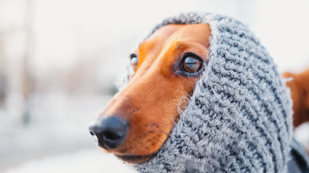 Dressing up dogs at cold season concept: a face of a puppy in warm wool clothes
