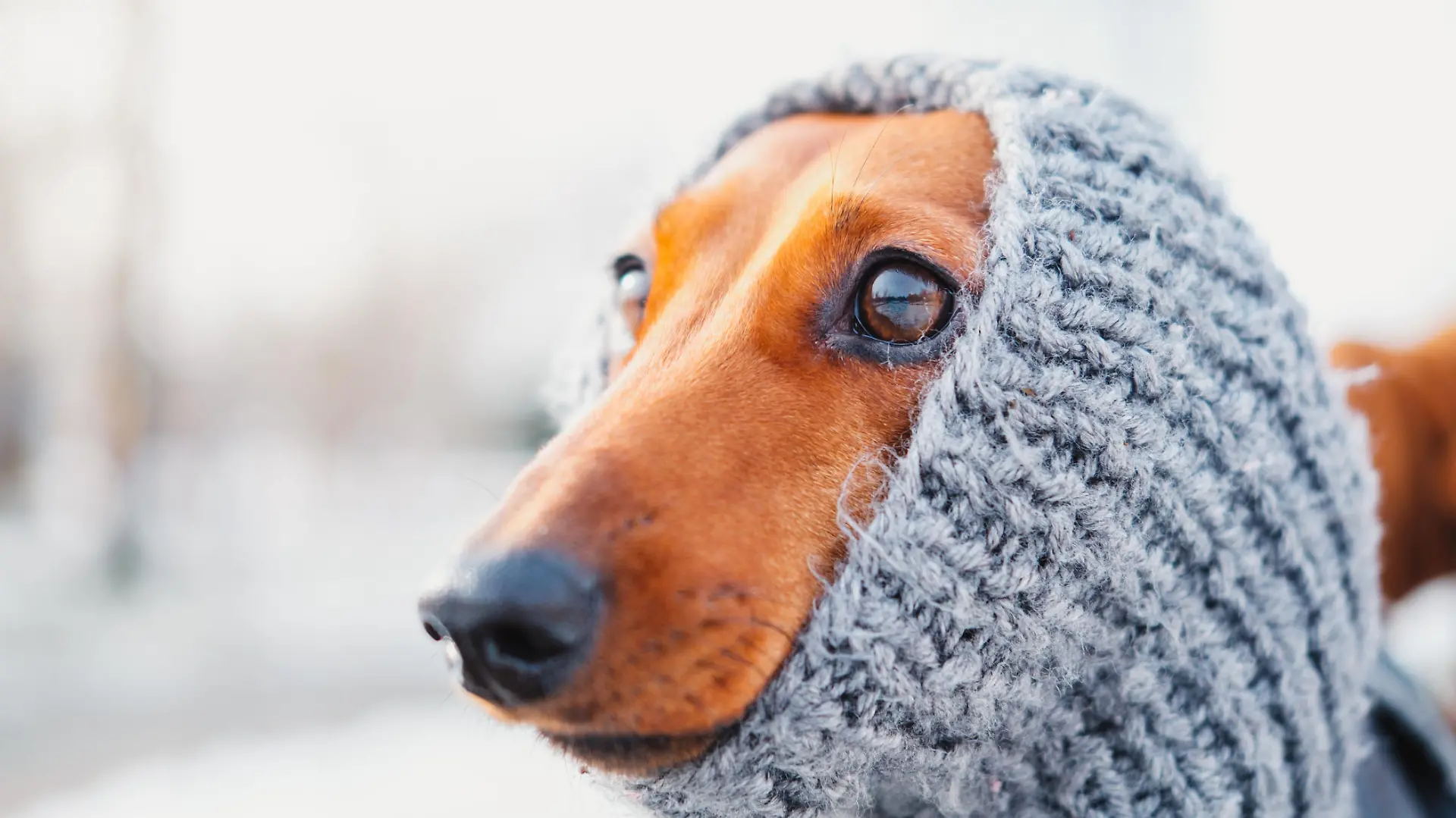 Dressing up dogs at cold season concept: a face of a puppy in warm wool clothes