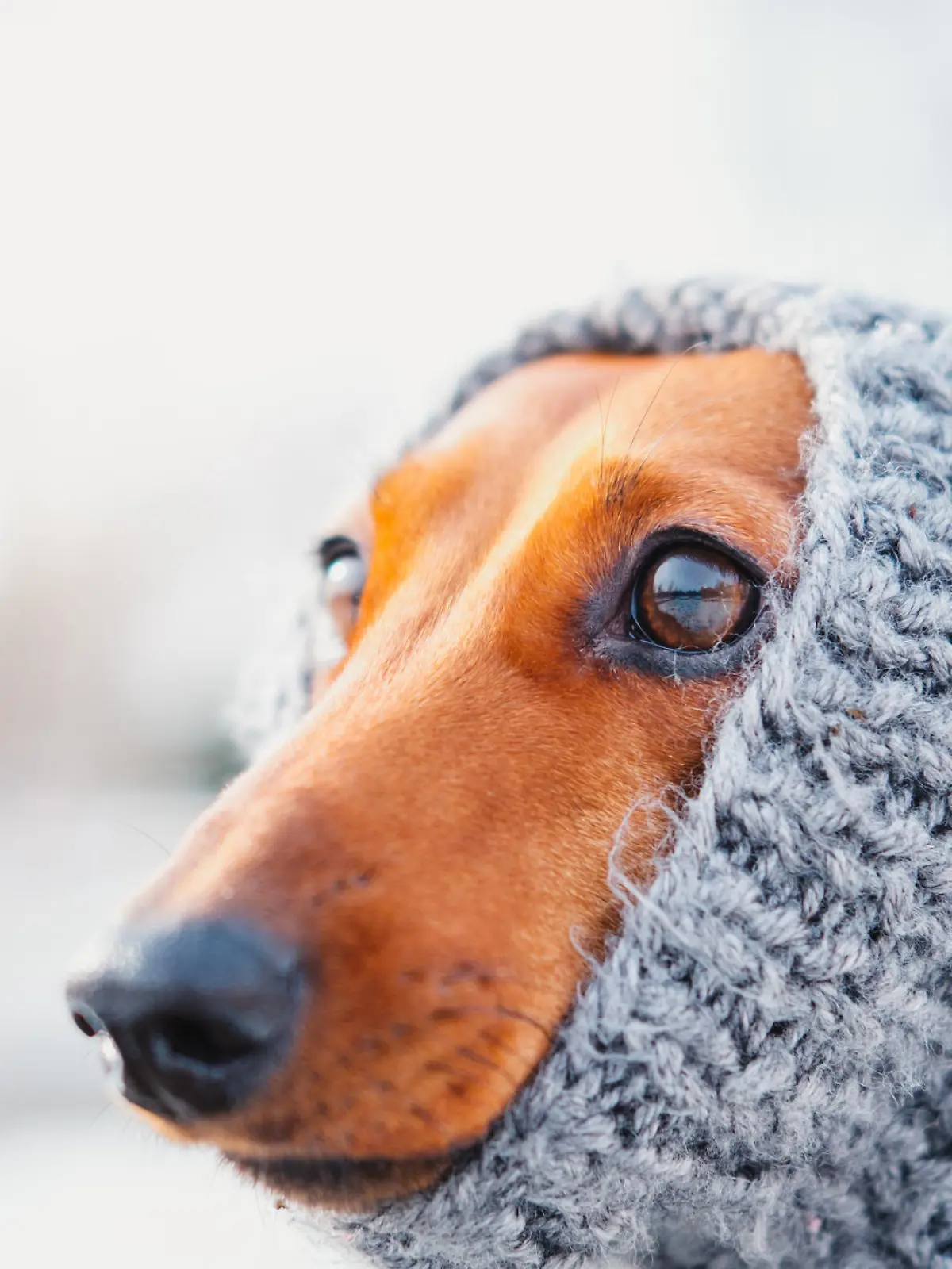 Dressing up dogs at cold season concept: a face of a puppy in warm wool clothes