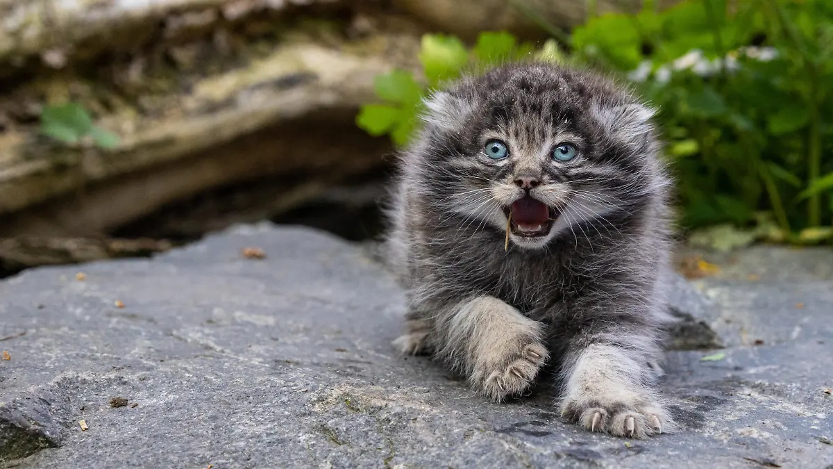 Manul-Katzen sind in Zentralasien zuhause.