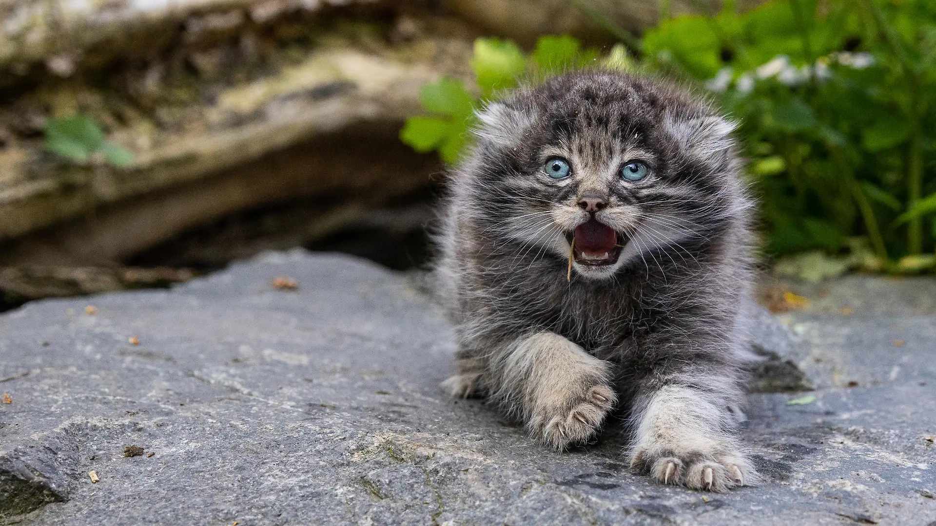 Manul-Katzen sind in Zentralasien zuhause.