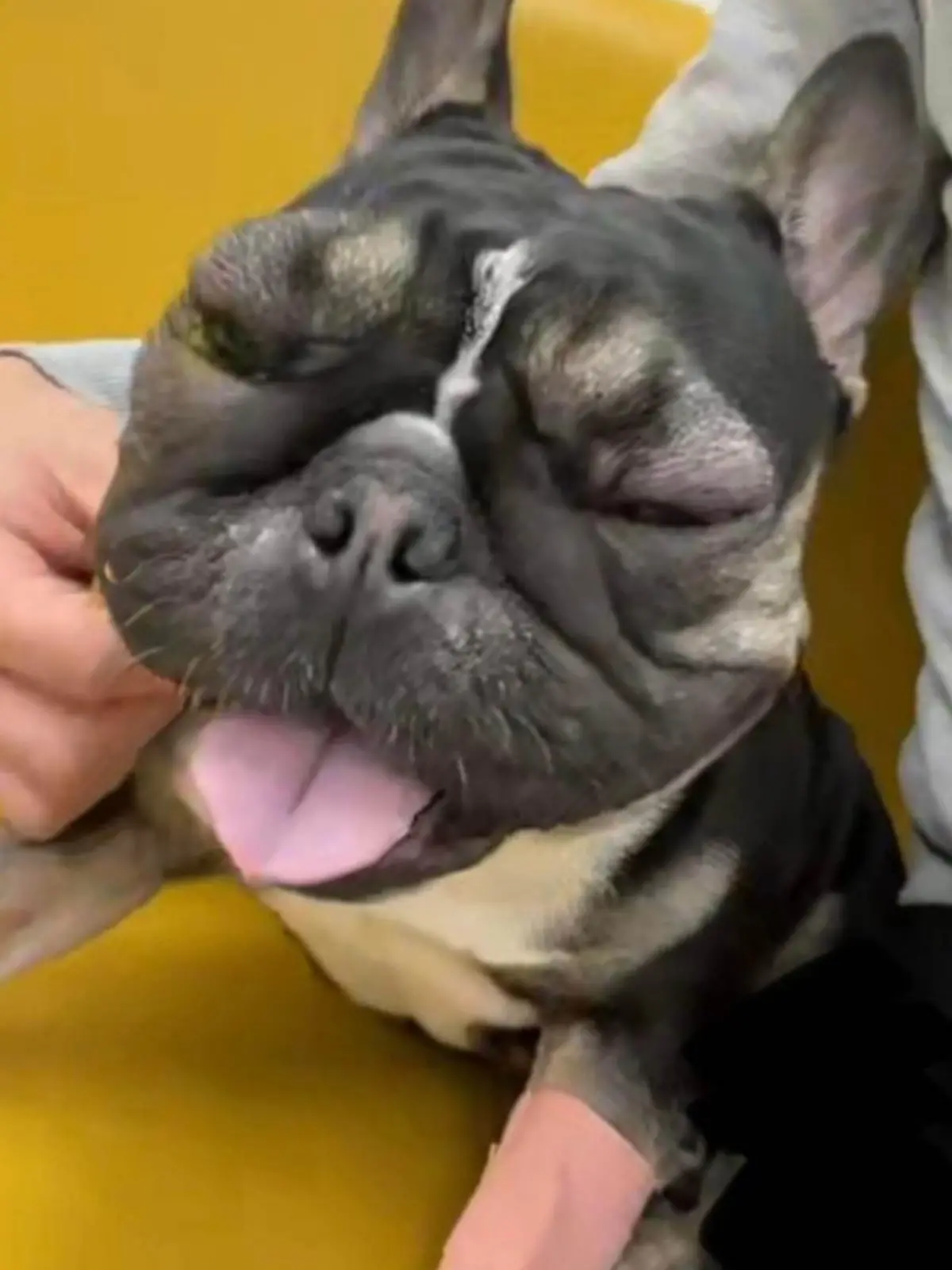 PIC FROM Kennedy News / Leanne Lindsay - pic from Facebook (PICTURED: PIXIE THE ONE-YEAR-OLD FRENCH BULLDOG AFTER SUFFERING A LIFE THREATENING ALLERGIC REACTION TO A FABULOSA CLEANING PRODUCT) A dog owner shared a distressing photo of her French Bulldog's face ballooned in a life-threatening allergic reaction in a warning to pet lovers - just hours after using a popular Fabulosa cleaning product to mop her floor. Leanne Lindsay, from Rhondda, South Wales, says she cleaned her floors with a diluted solution of the popular brand's Wild Rhubarb disinfectant on Monday 2 January but only hours later her pooch's face and neck began to swell. The 42-year-old claims Pixie, one, had been lying on the clean floors on and off throughout the day before the allergic reaction set in, forcing her to rush her pup to the vet at midnight as she began struggling to breathe. DISCLAIMER: While Kennedy News and Media uses its best endeavours to establish the copyright and authenticity of all pictures supplied, it accepts no liability for any damage, loss or legal action caused by the use of images supplied and the publication of images is solely at your discretion. SEE KENNEDY NEWS COPY - 0161 697 4266