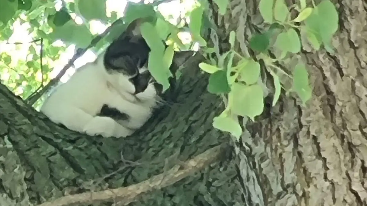Der Katze scheint der ganze Trubel gar nicht so viel auszumachen.