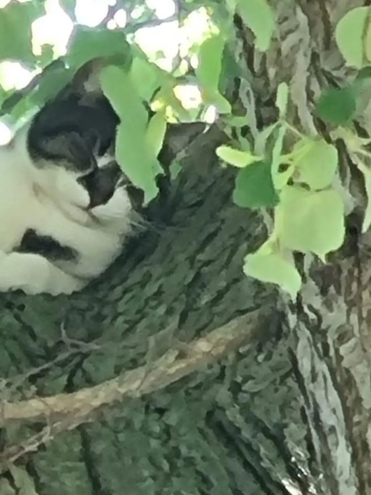 Der Katze scheint der ganze Trubel gar nicht so viel auszumachen.