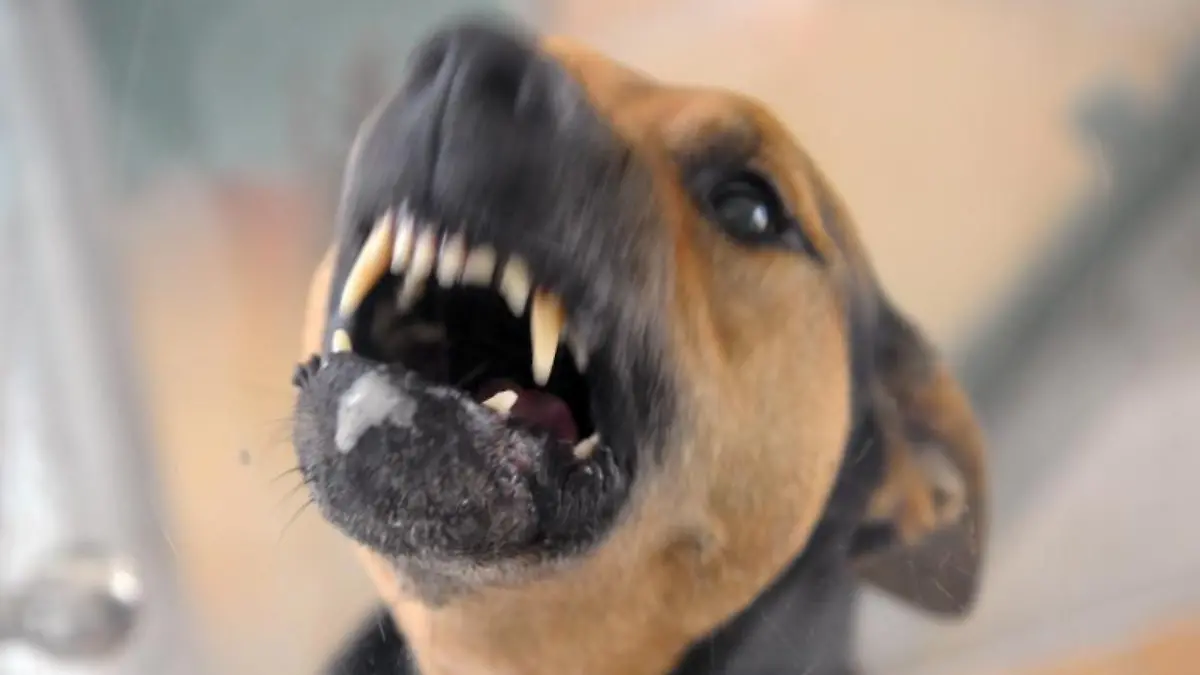 Aggressiver Hund