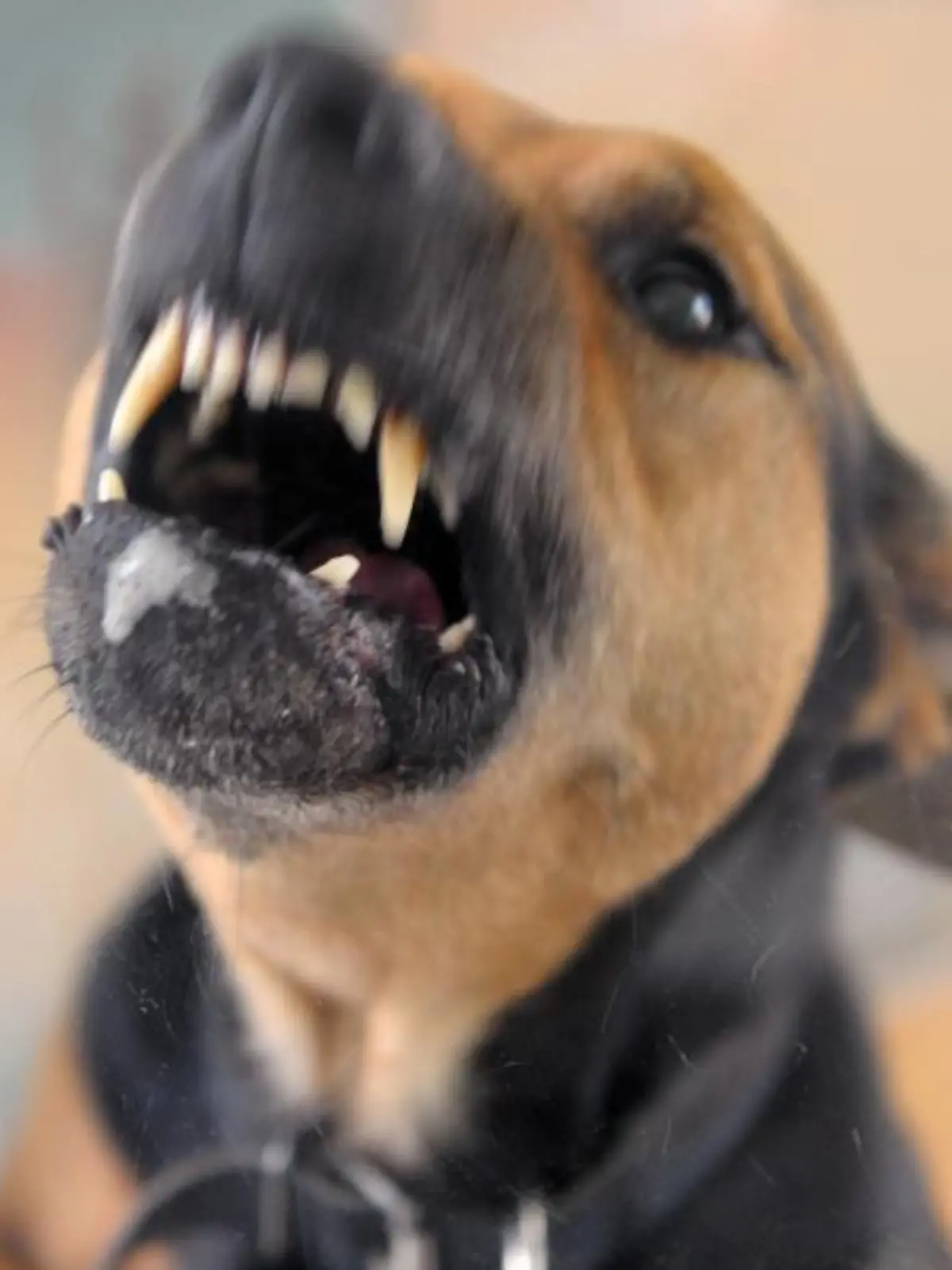 Aggressiver Hund