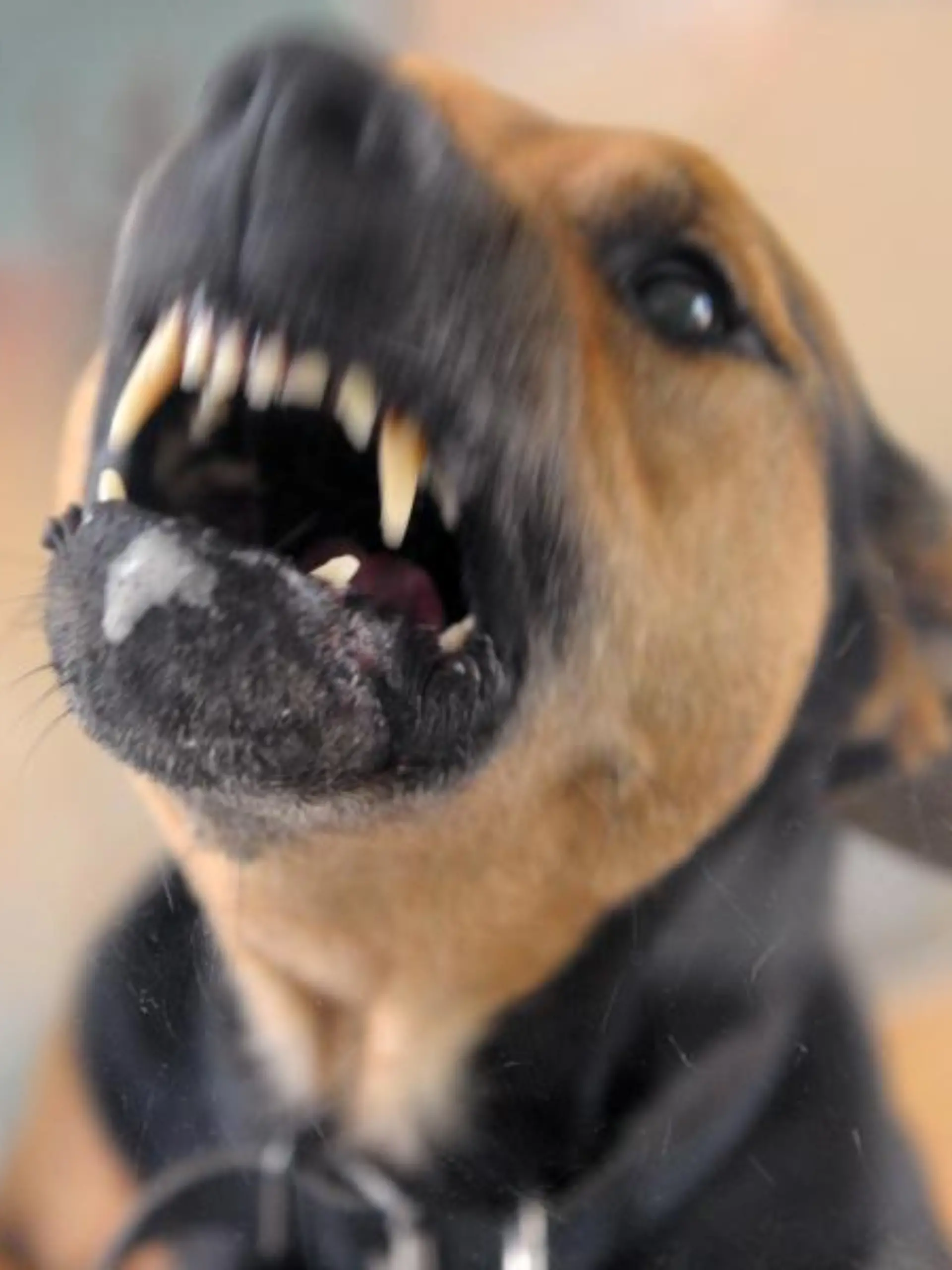 Aggressiver Hund