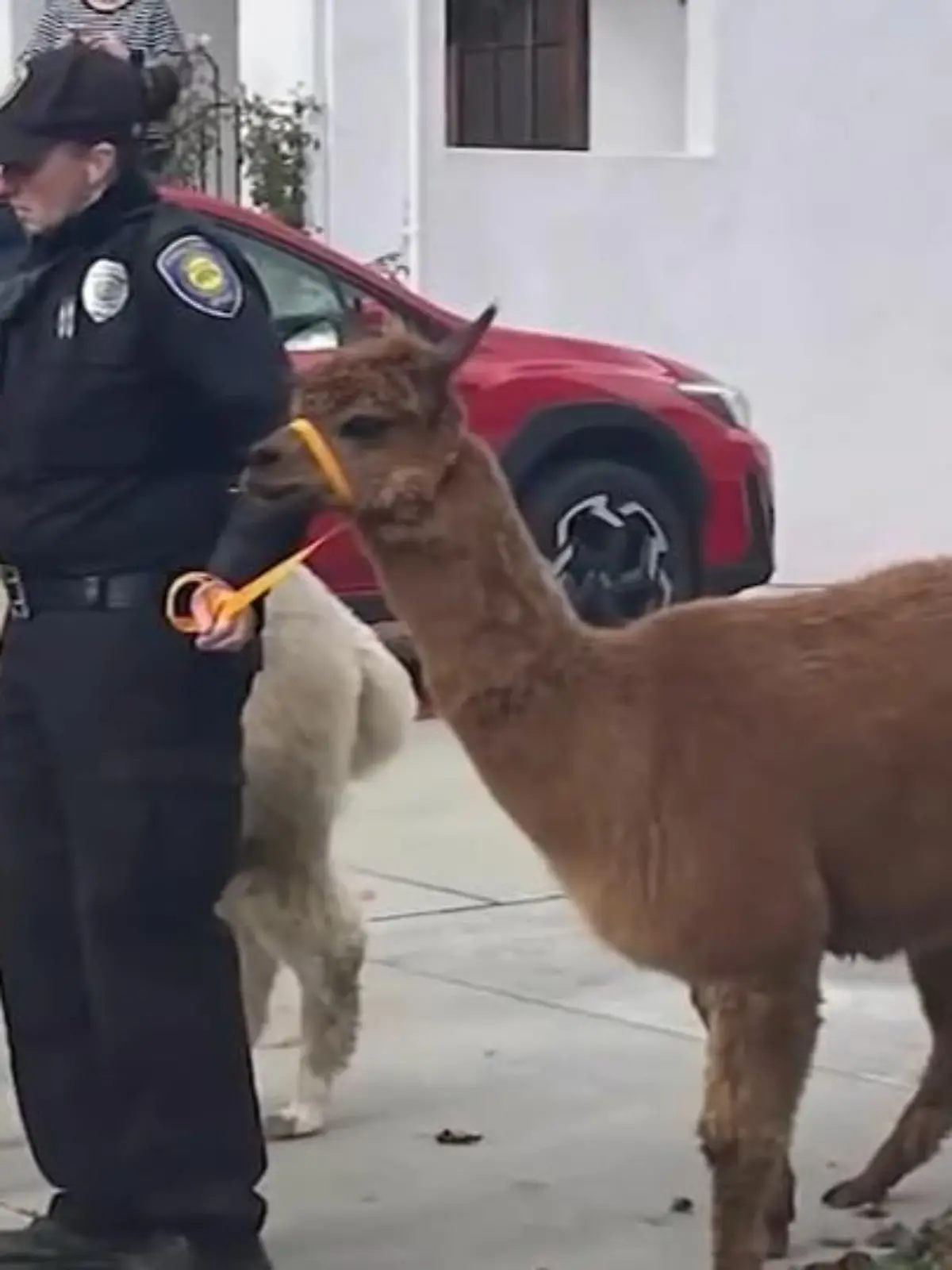 In Oakland waren gerade die Alpakas los und das buchstäblich, denn nachdem diese frechen Tierchen Boogie und Woogie einfach ausgebüchst waren, hielten sie die Anwohner hier ganz schön auf Trab.