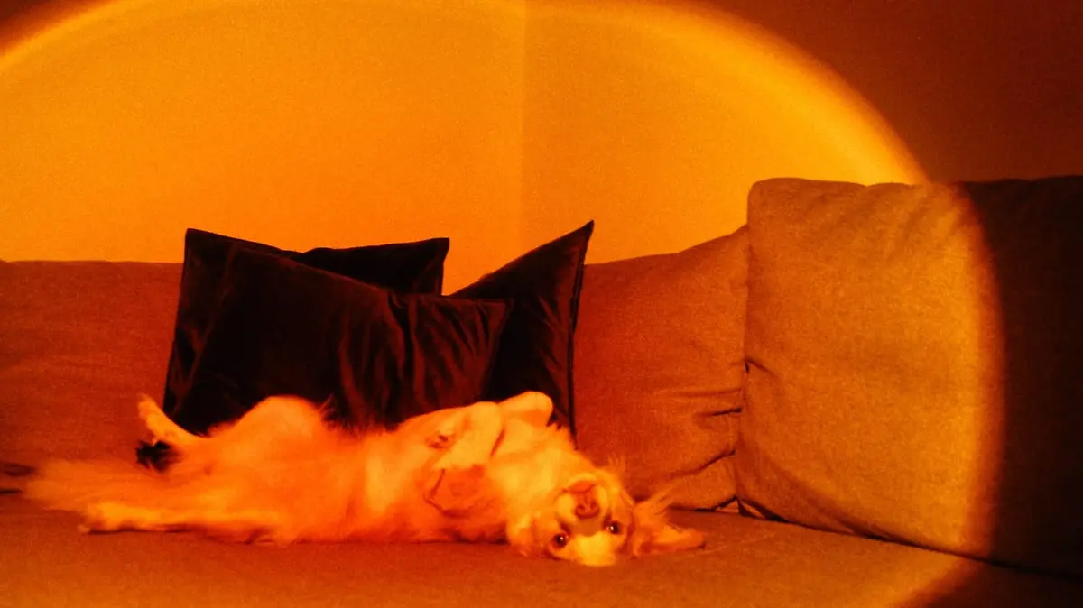 Hund im Sunset-Licht.