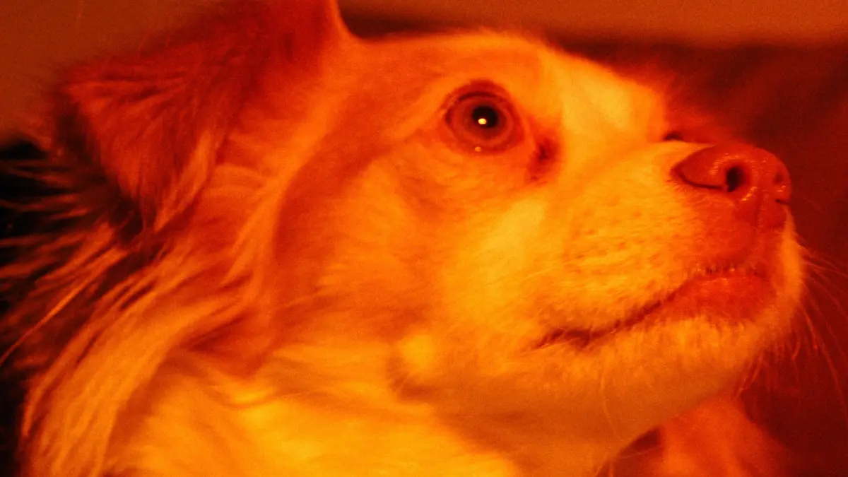 Nahaufnahmen im Golden-Hour-Look.