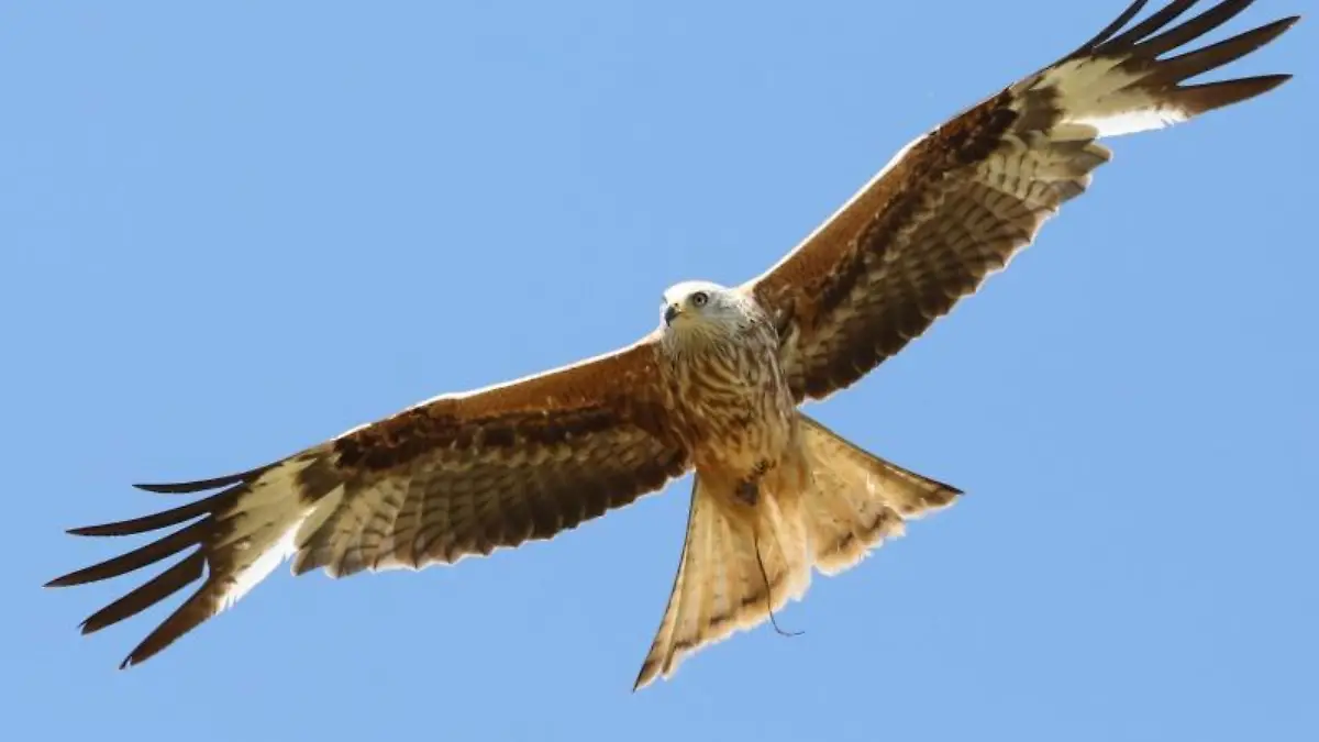 Rotmilan bei Mäusejagd
