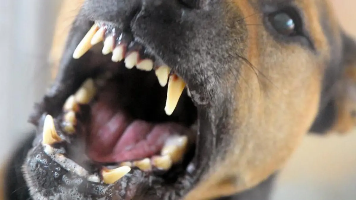 Ein Hund in einem Tierheim bellt und fletscht die Zähne