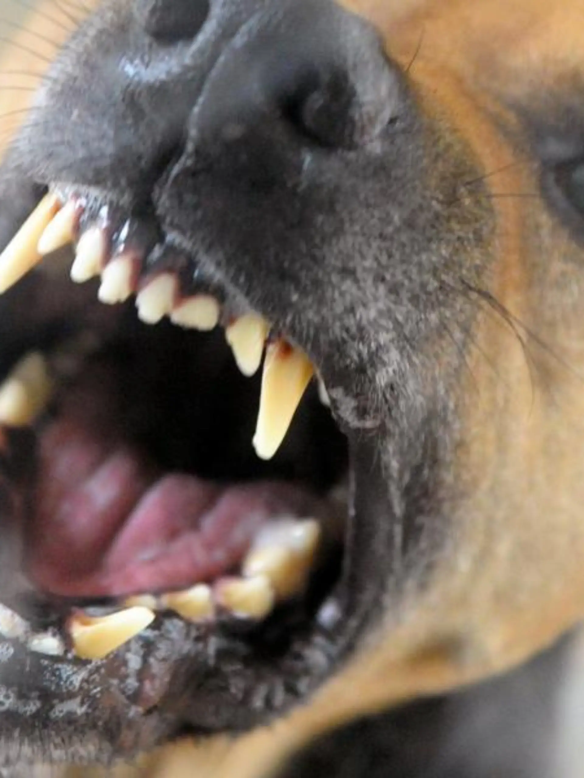 Ein Hund in einem Tierheim bellt und fletscht die Zähne