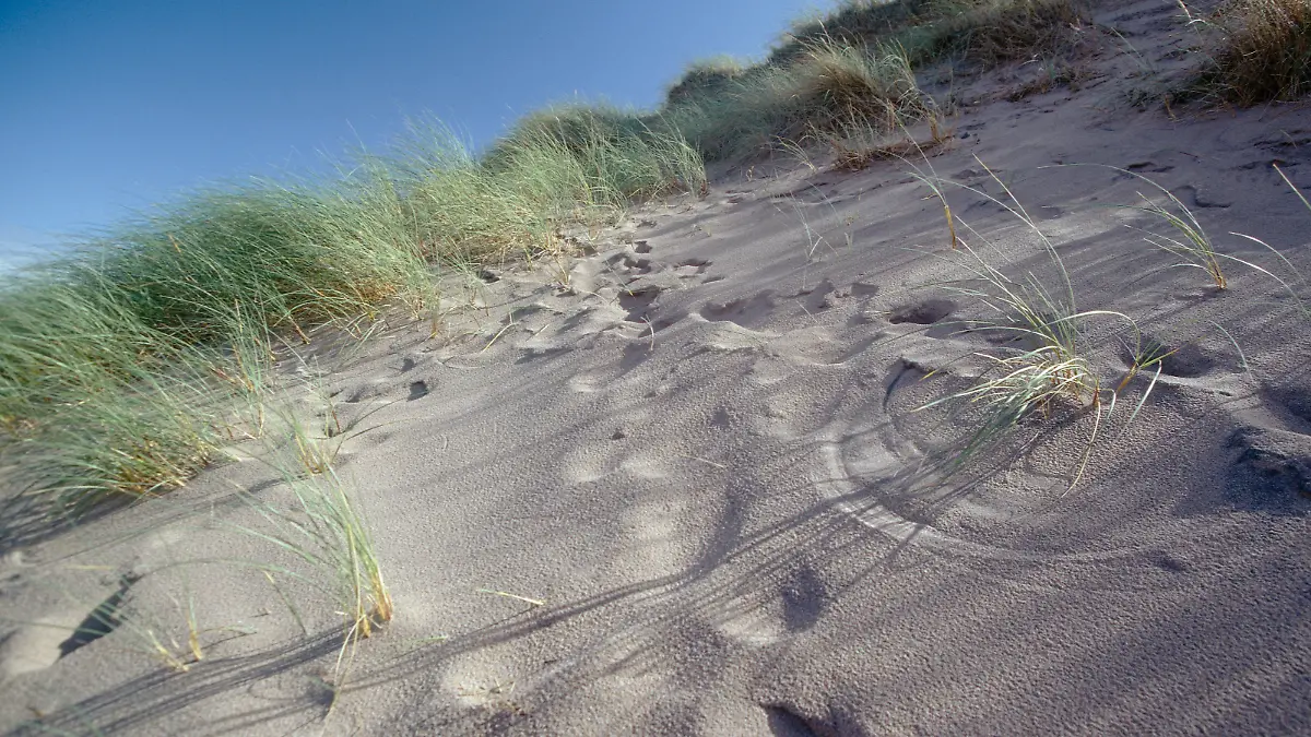Sandduene, mit Graesern und Fussspuren